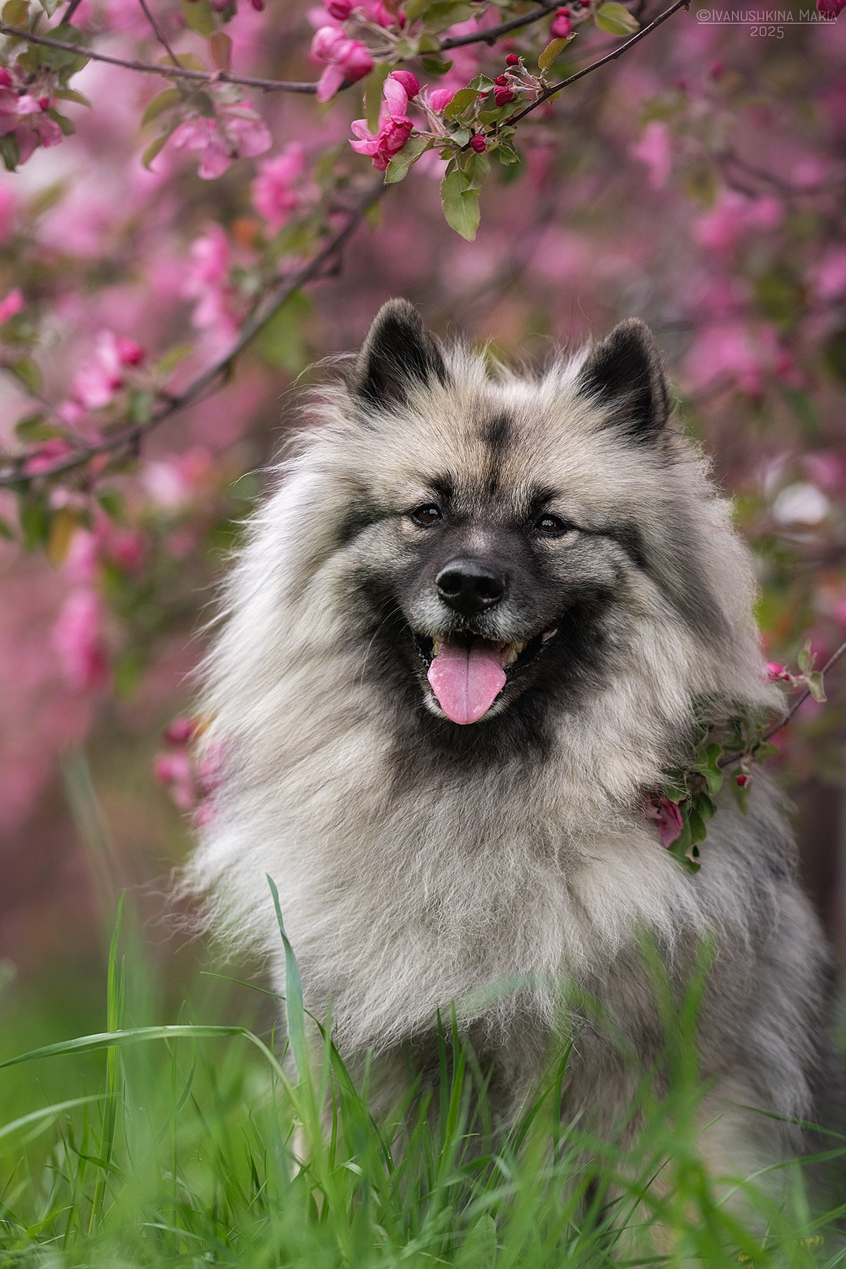 Фотограф-анималист. Фотограф собак в Москве и Московской области Иванушкина Мария