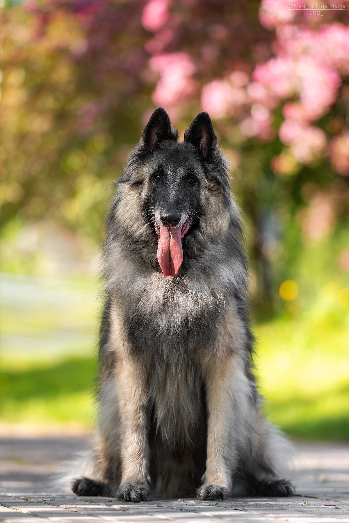 Фотограф-анималист. Фотограф собак в Москве и Московской области Иванушкина Мария