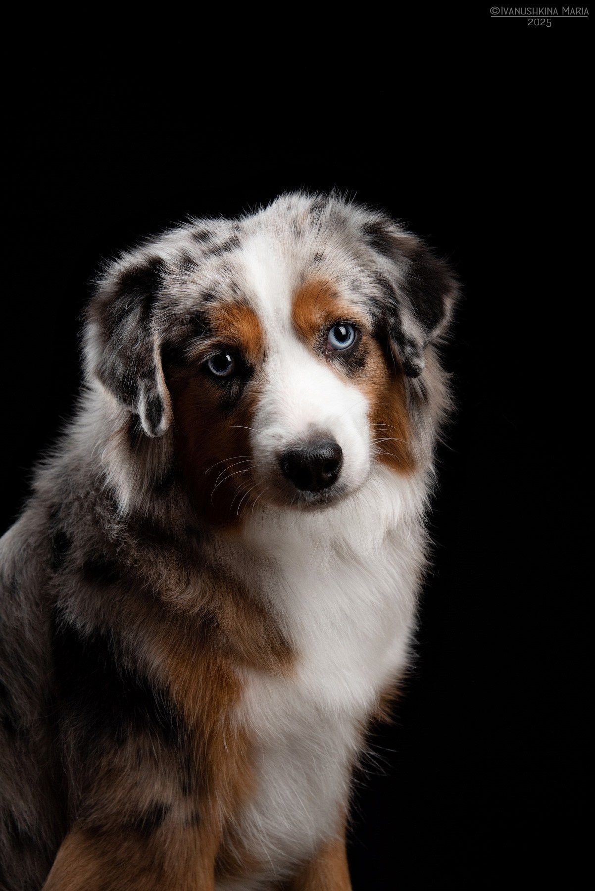 Фотосессия собаки в студии. Фотограф собак в Москве и Московской области Иванушкина Мария