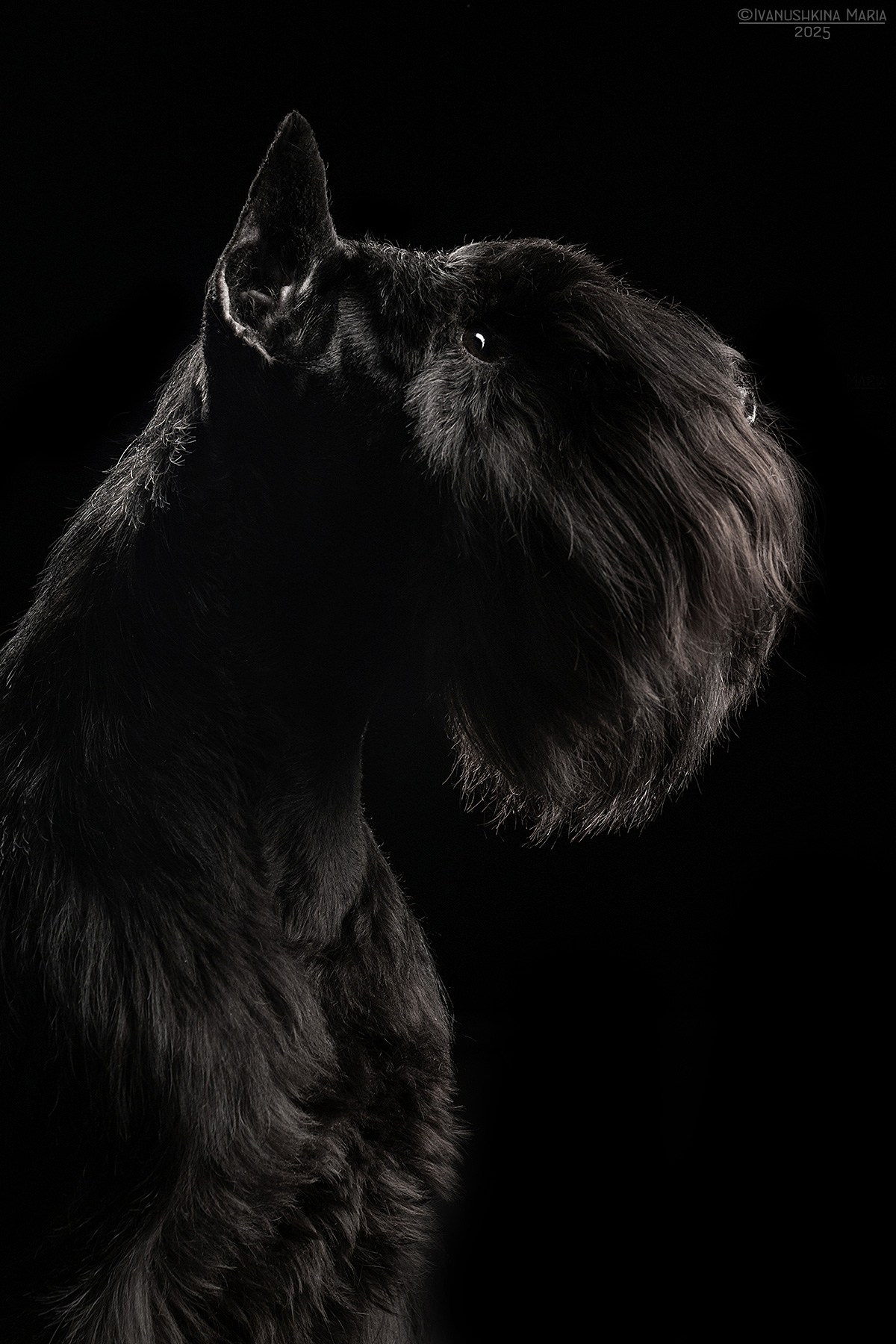 Фотосессия собаки в студии. Фотограф собак в Москве и Московской области Иванушкина Мария