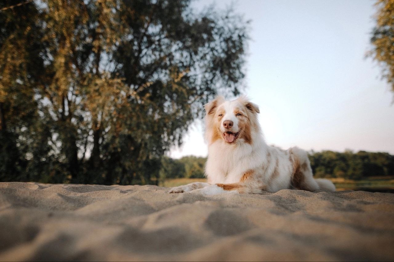 Модель Австралийская овчарка Мози для съемки Н.Новгород | Sale Easy