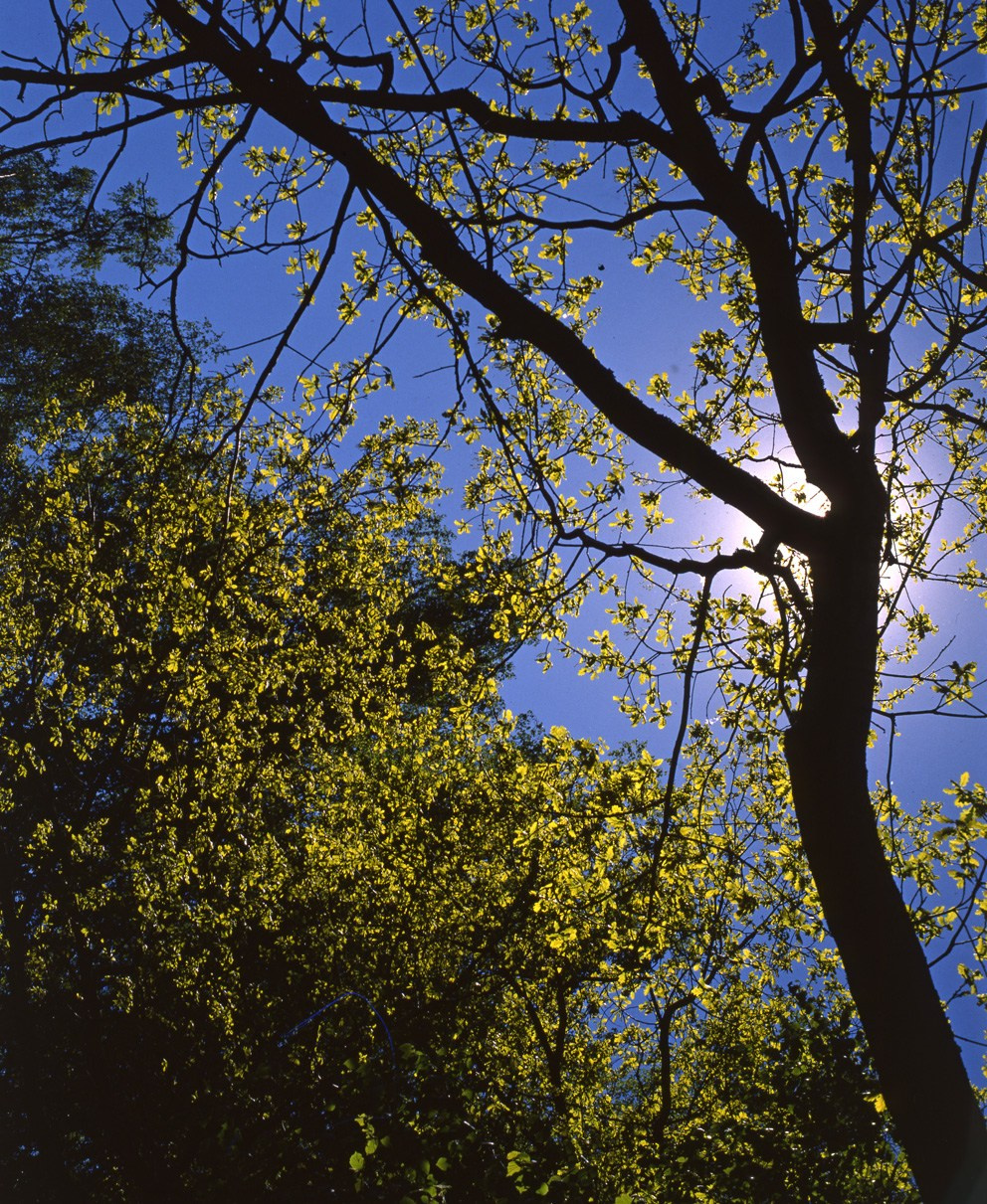 Весна. ВАДИМ ГИППЕНРЕЙТЕР — ВЕЛИКИЙ ФОТОГРАФ ЗЕМЛИ РУССКОЙ