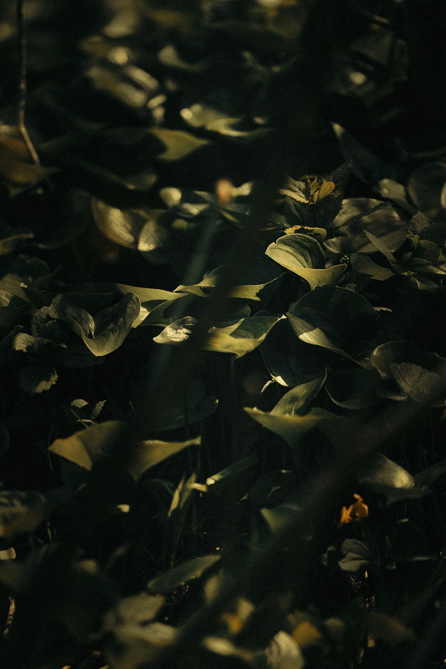 Пейзажи Владивостока. Oskar Dallas — professional photographer in Moscow