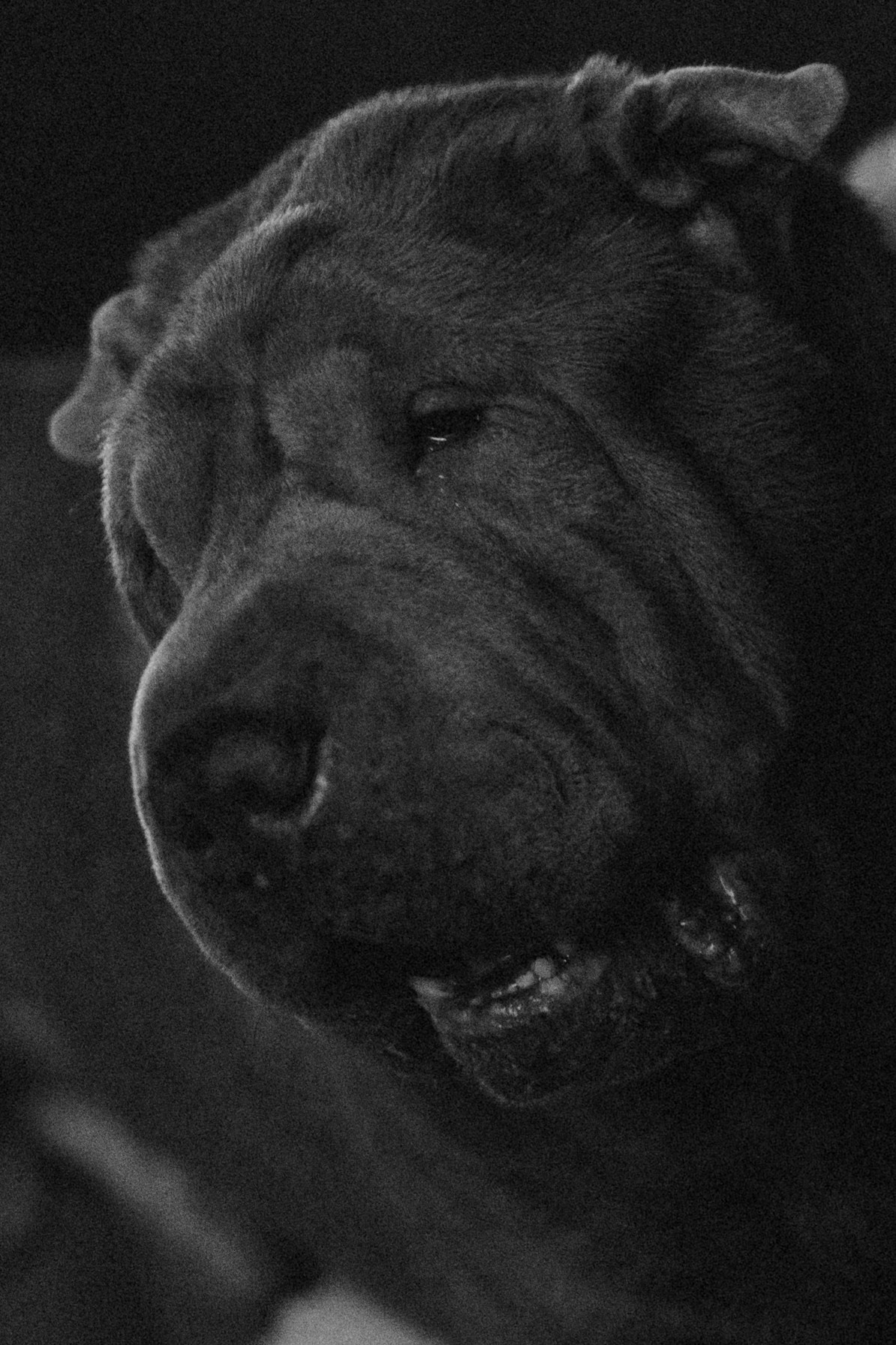 Ульяна и Вагнер. Фотограф — Анималист | Санкт-Петербург