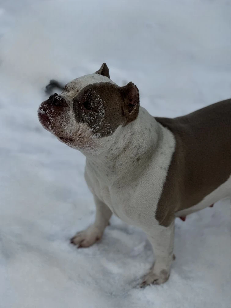 Буля. Американский Булли в г. Ростов-на-Дону. Питомник THE POWER OF SIBERIA