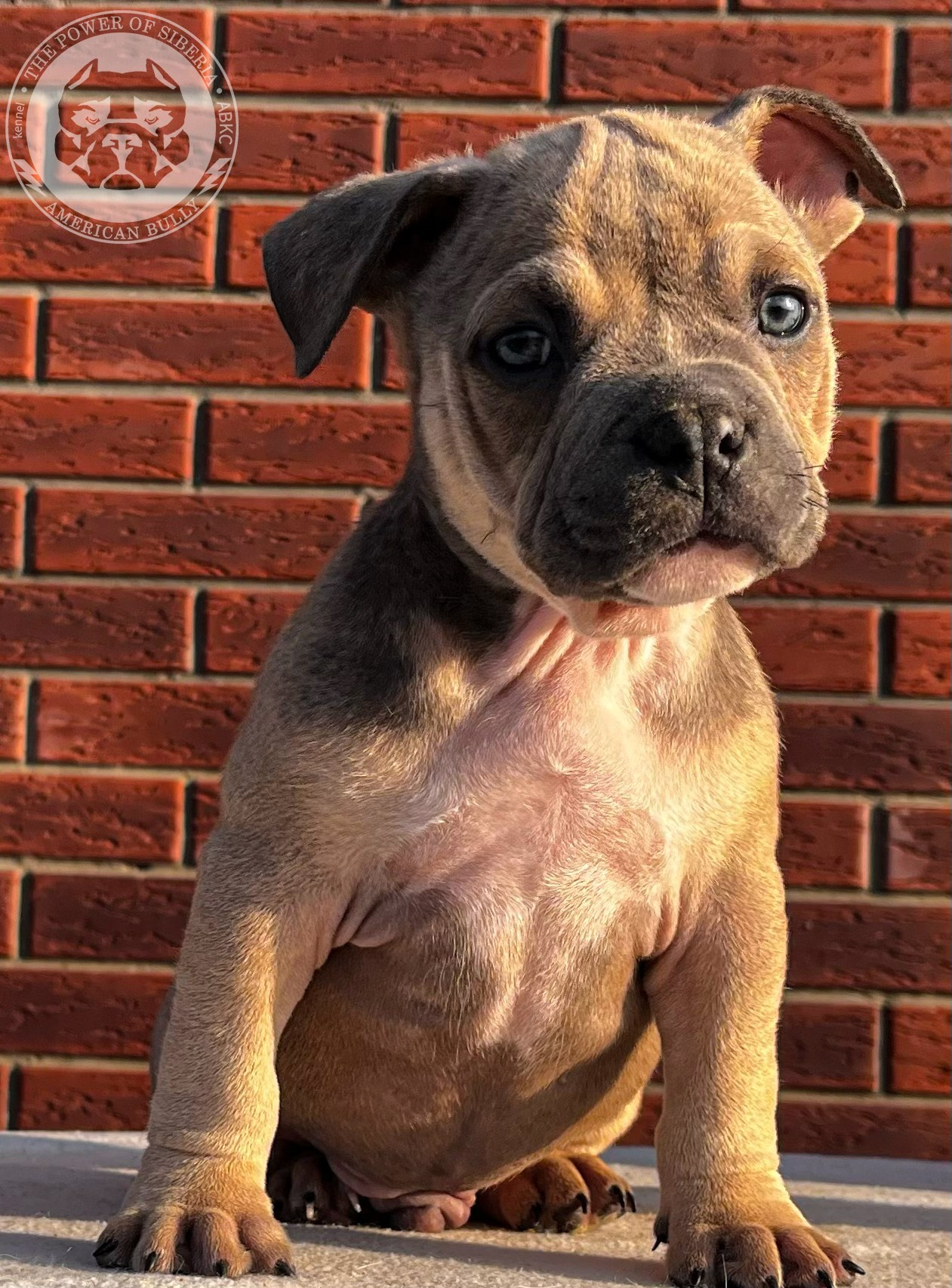 Помет Каспер и Тагира. 21.04.25. Американский Булли в г. Ростов-на-Дону. Питомник THE POWER OF SIBERIA