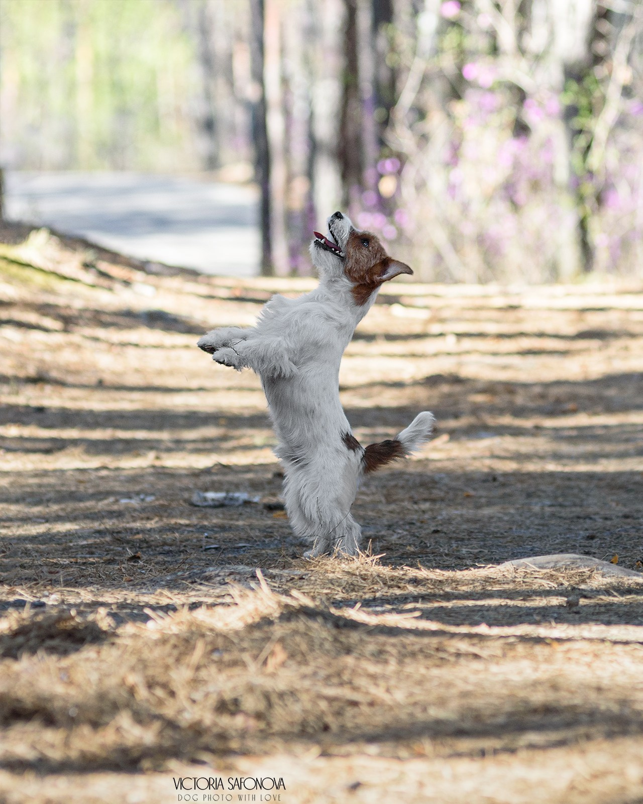 Висп 05.05.2024. Фотограф анималист Благовещенск. Сафонова Виктория