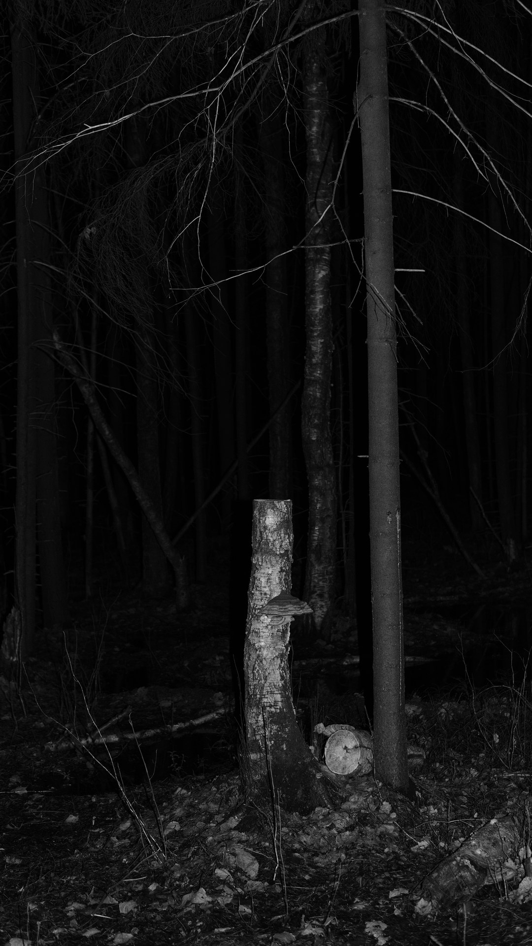 In forest. Vanyazaramkami