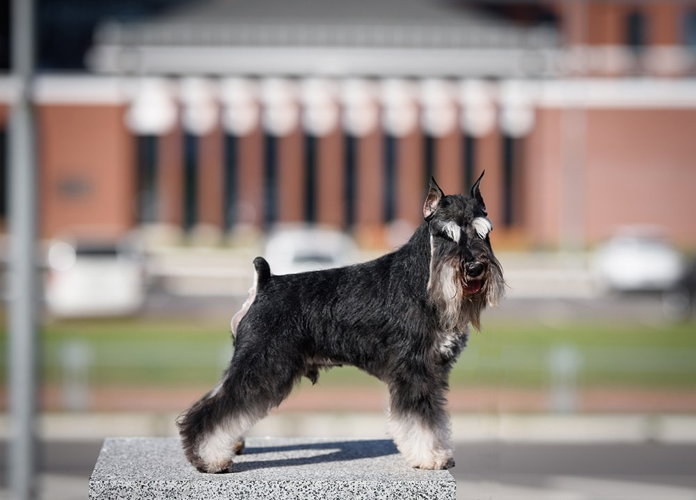 Оскар/Delinso Balance Zaffiro. Питомник цвергшнауцеров в Беларуси «Делинсо Бэлэнс»