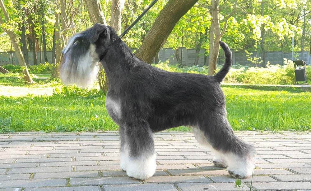 Питомник Делинсо Бэлэнс, щенки цвергшнауцера, купить щенка цвергшнауцера, питомник цвергшнауцеров, кобель цвергшнауцера для вязки, щенок цвергшнауцера, питомник цвергшнауцеров, черный с серебром, цверг, лучший питомник в беларуси, питомник цвергшнауцеров минск