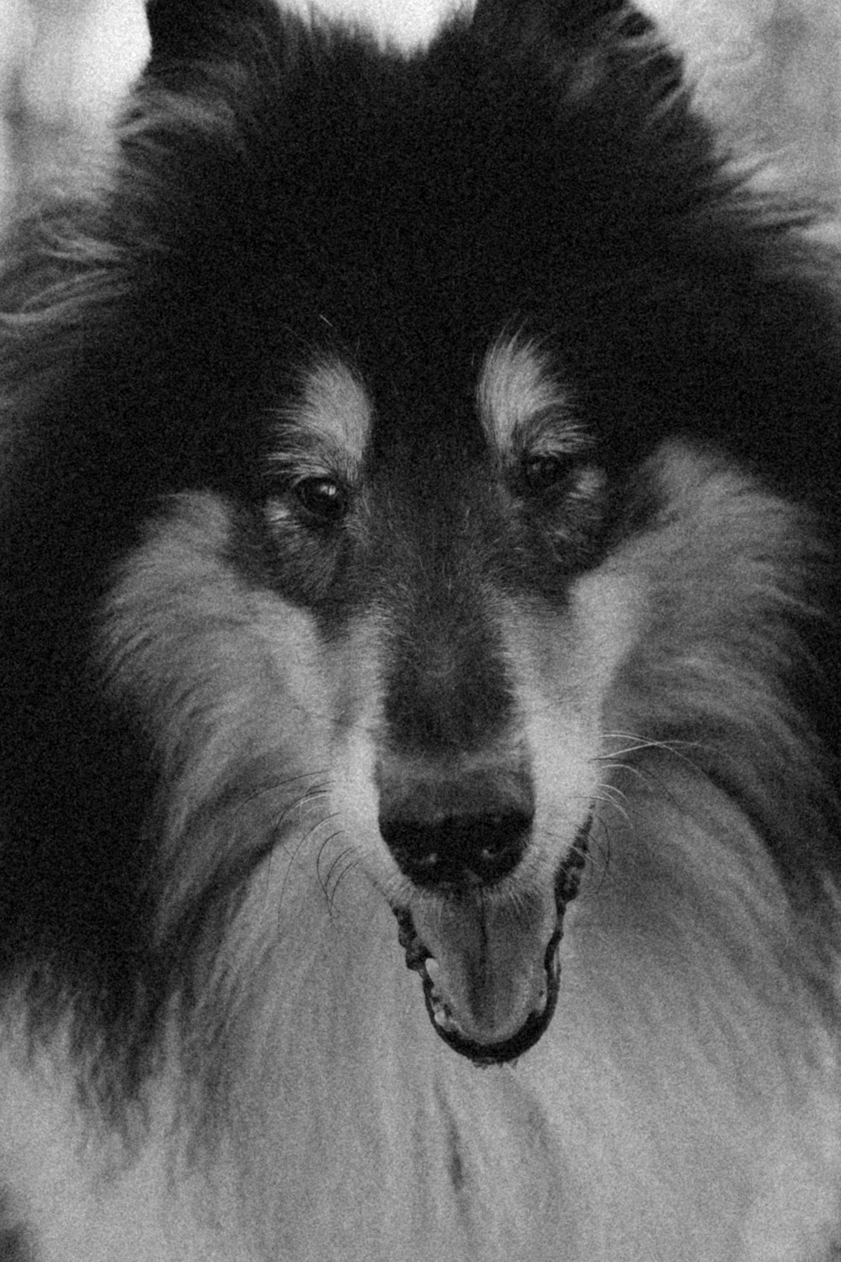 Ия и Барт. Фотограф — Анималист | Санкт-Петербург