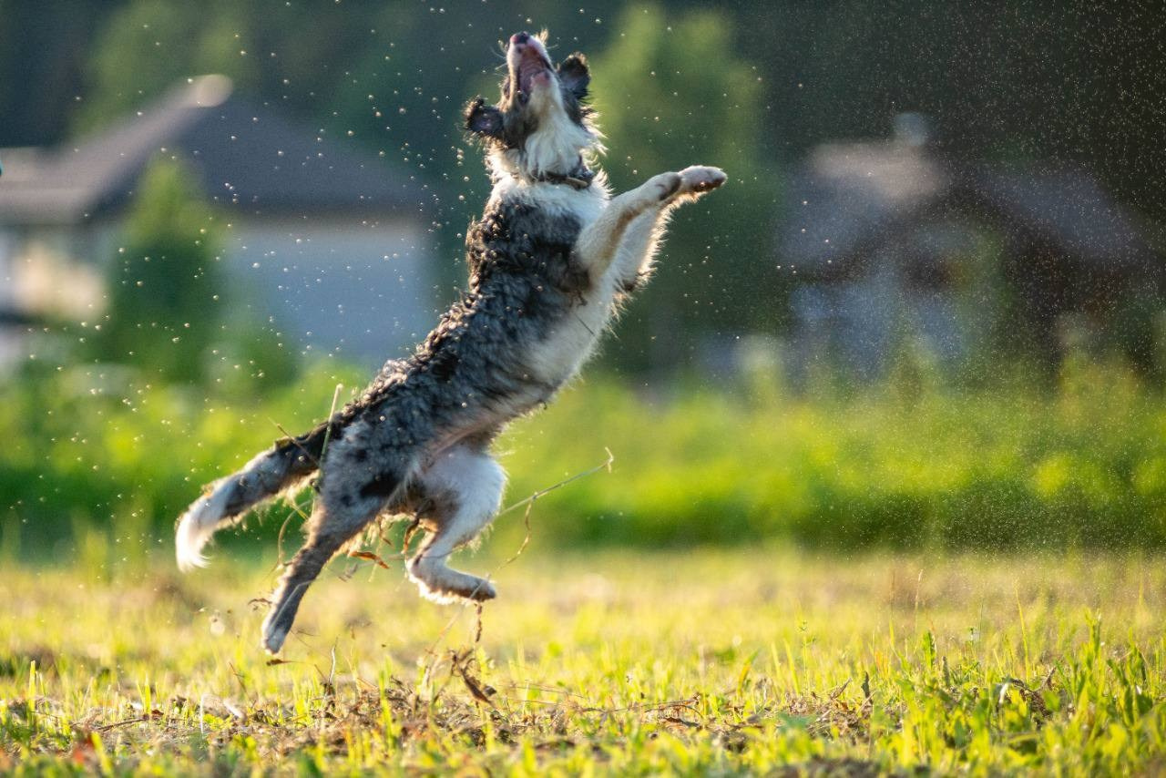 Фритсвит. Семейный фотограф Ефремова Виктория