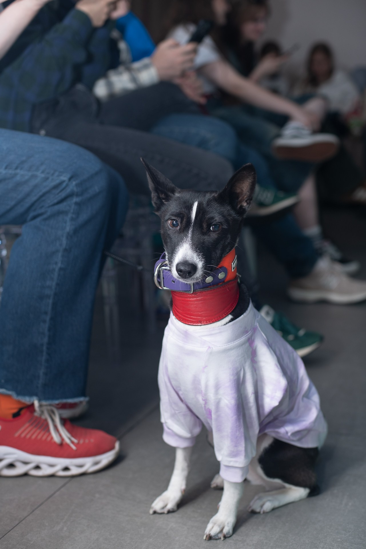 Basenji Help Fest 2025. Фотограф-анималист, Brand-фотограф в Москве Евгения Кононенко