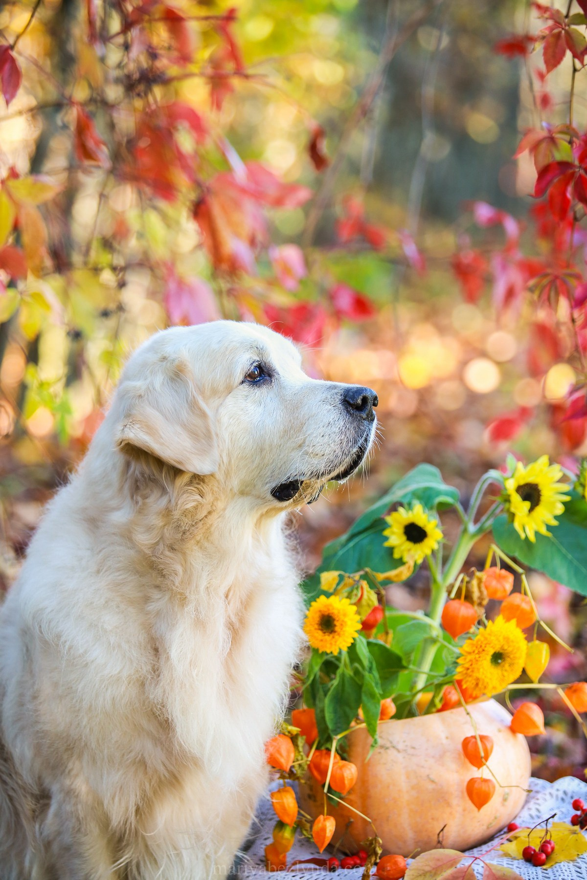Юбилей собаки, фотосессия к дню рождения собаки 10 лет. Семейный и детский фотограф в Москве Мария Быкова