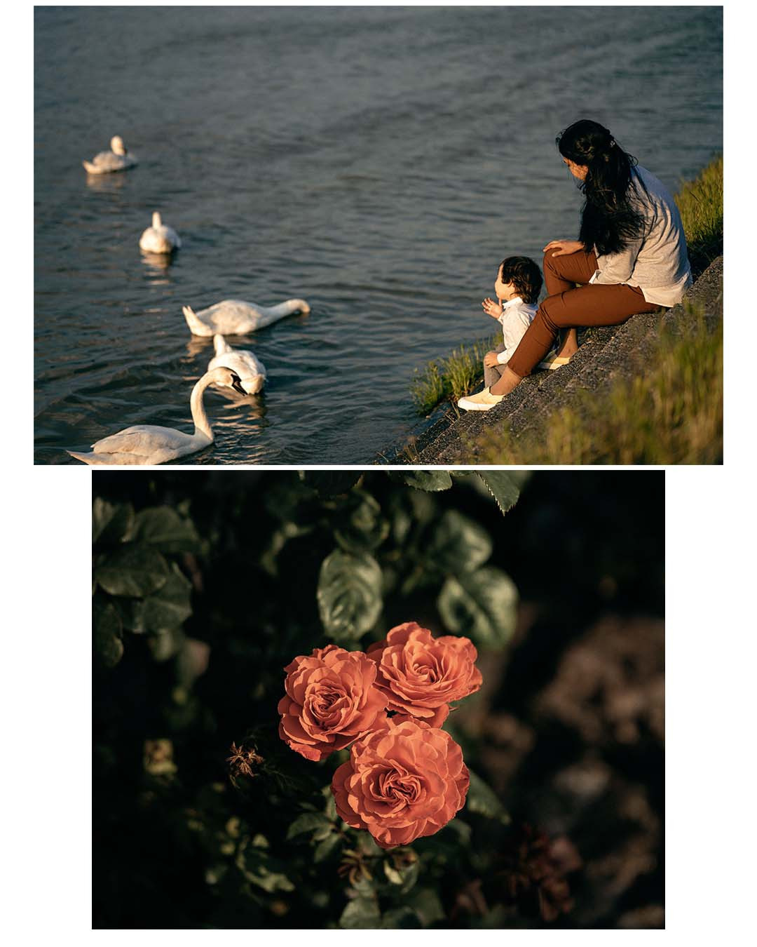 ЛЕБЕДИ НА ДУНАЕ. Фотограф в Белграде Чугреева Елена