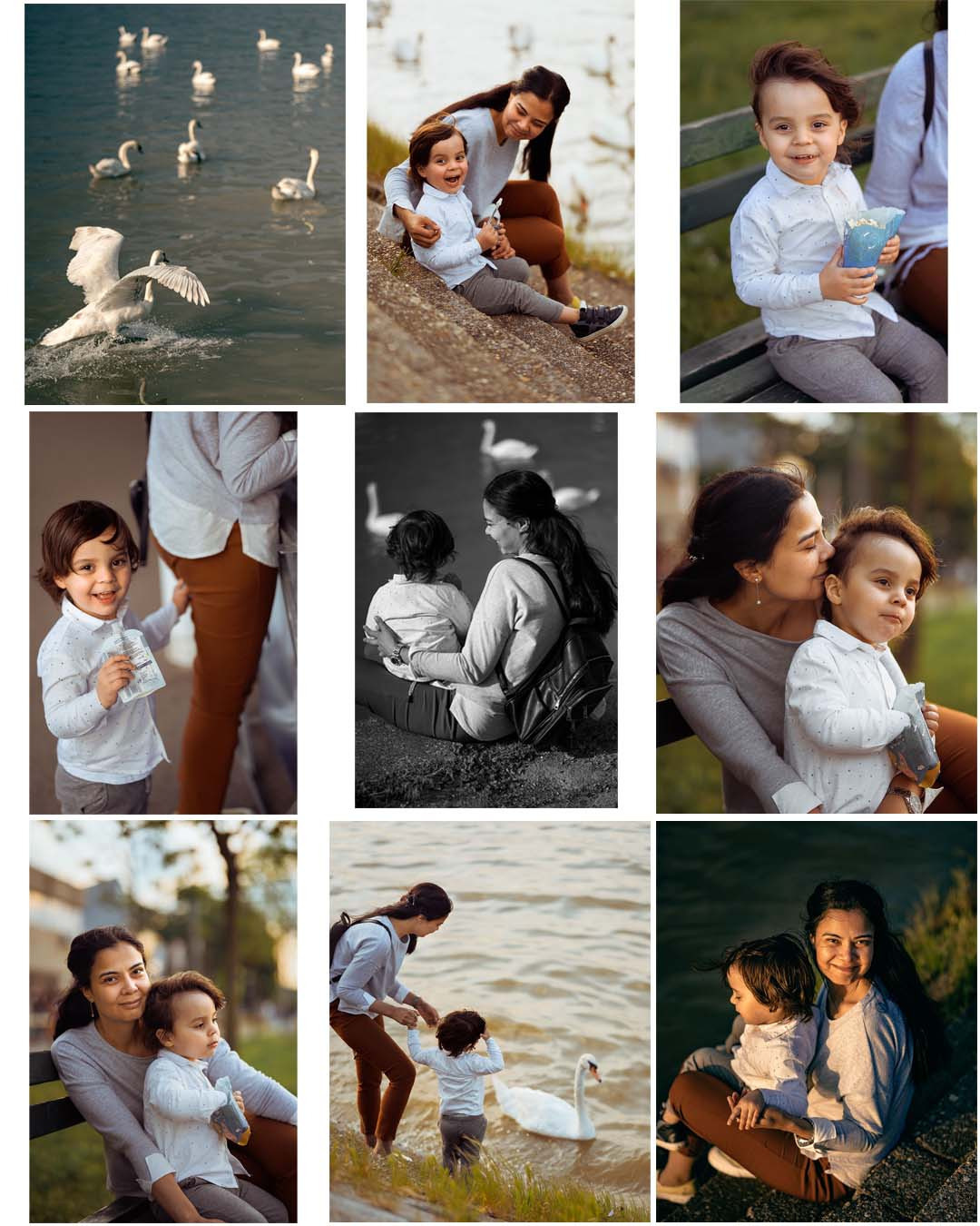 ЛЕБЕДИ НА ДУНАЕ. Фотограф в Белграде Чугреева Елена