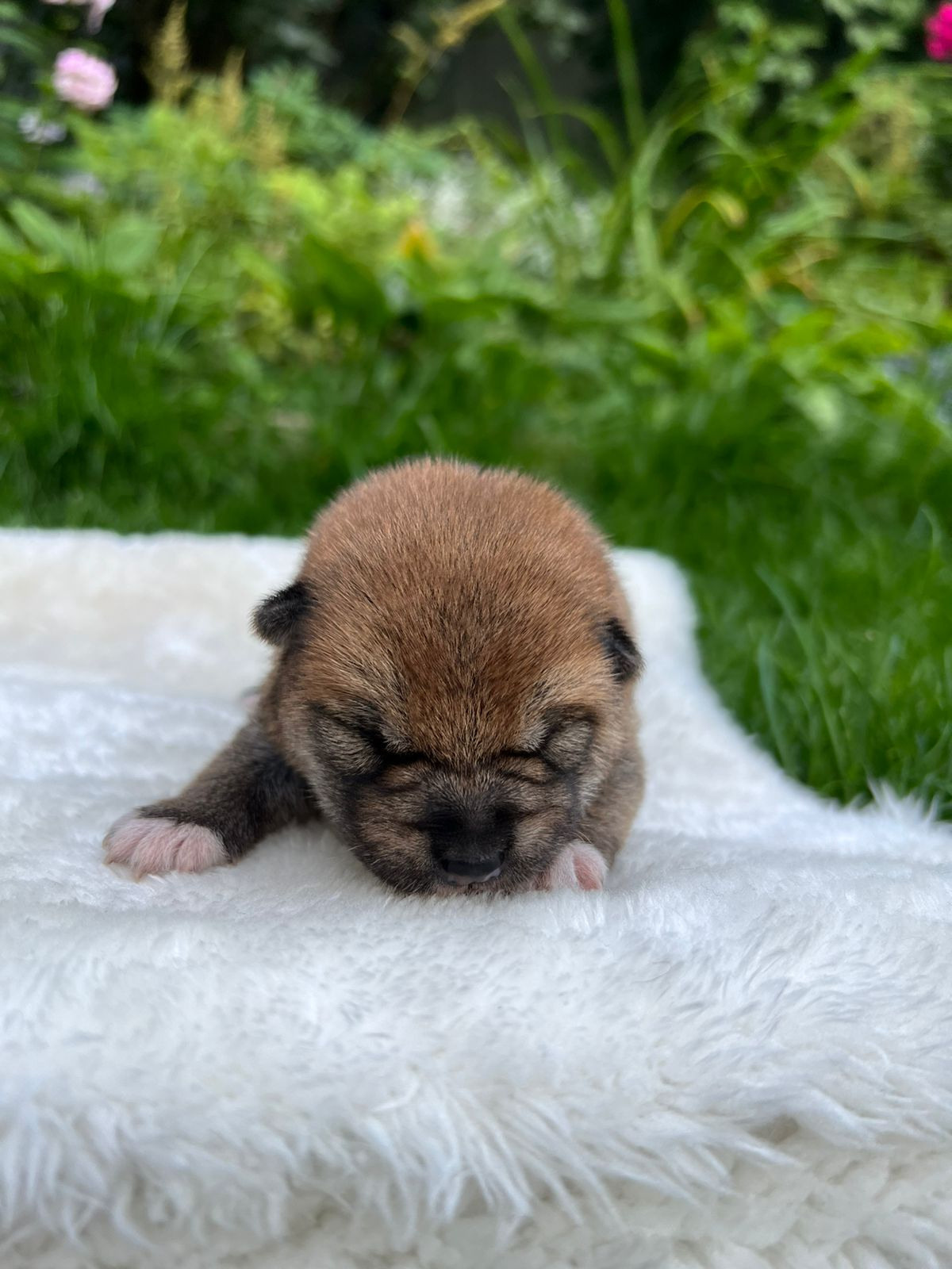 сиба питомник Рубилайт щенки на продажу rubylight  сиба щенки купить СПб Санкт-Петербург 