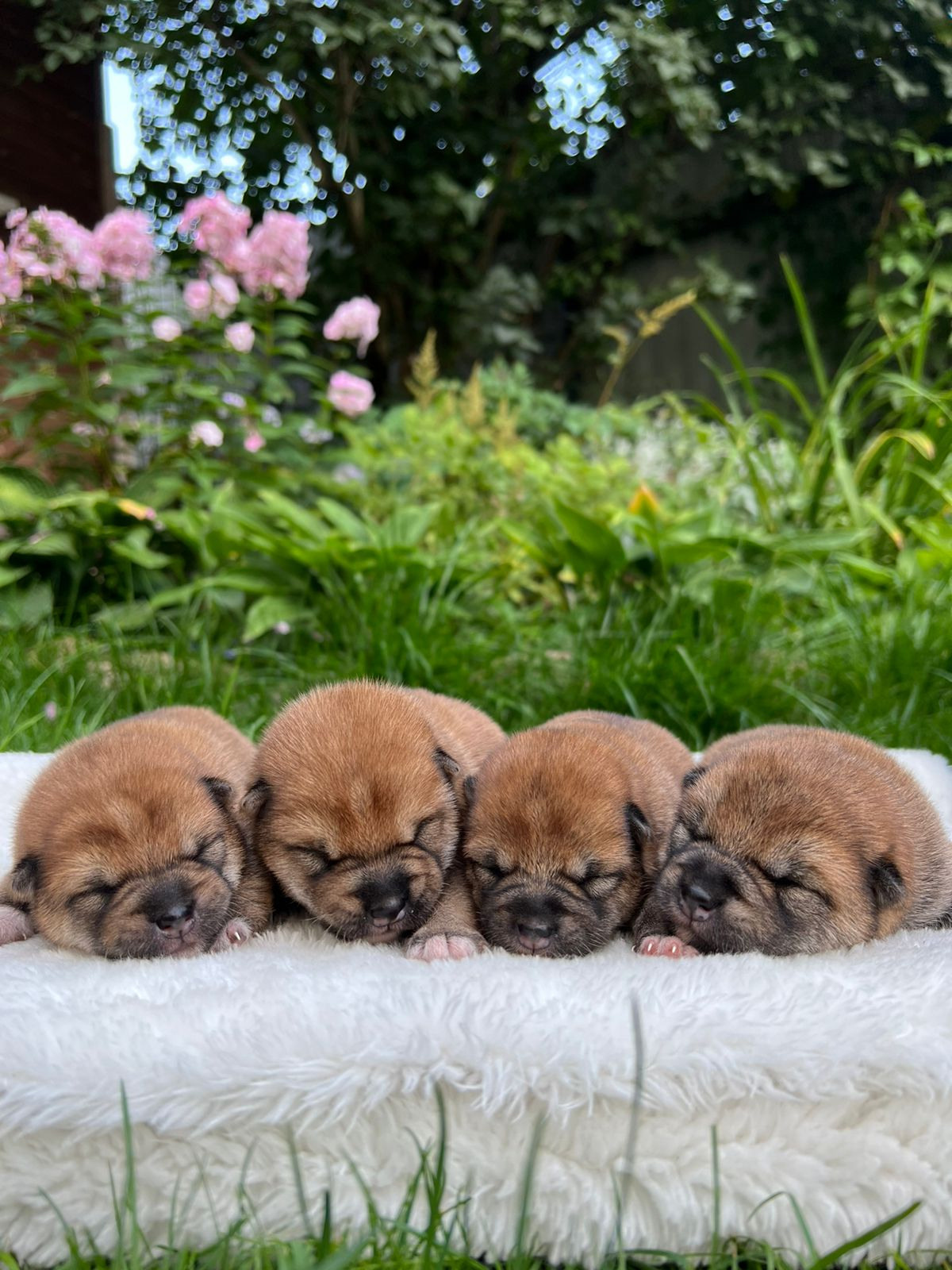 сиба питомник Рубилайт щенки на продажу rubylight  сиба щенки купить СПб Санкт-Петербург 