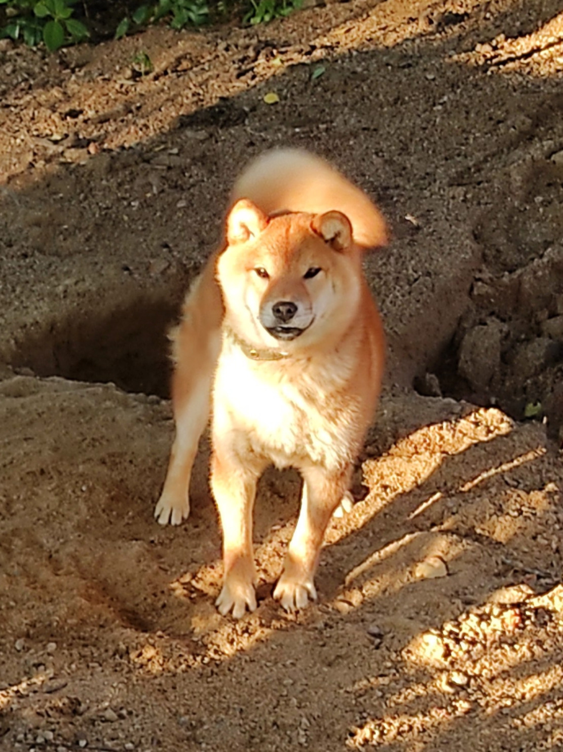 Rubylight Uslada * Аэлита  сиба питомник Рубилайт