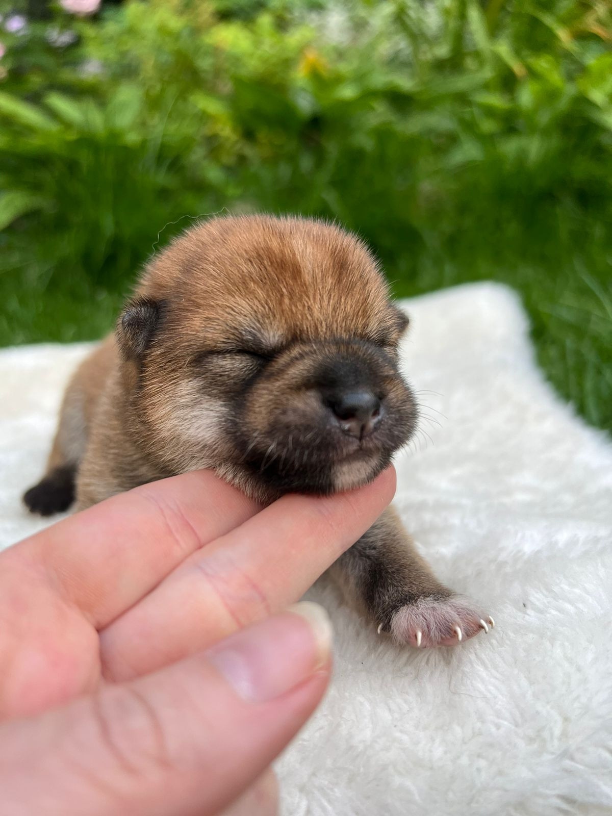 сиба питомник Рубилайт щенки на продажу rubylight  сиба щенки купить СПб Санкт-Петербург 