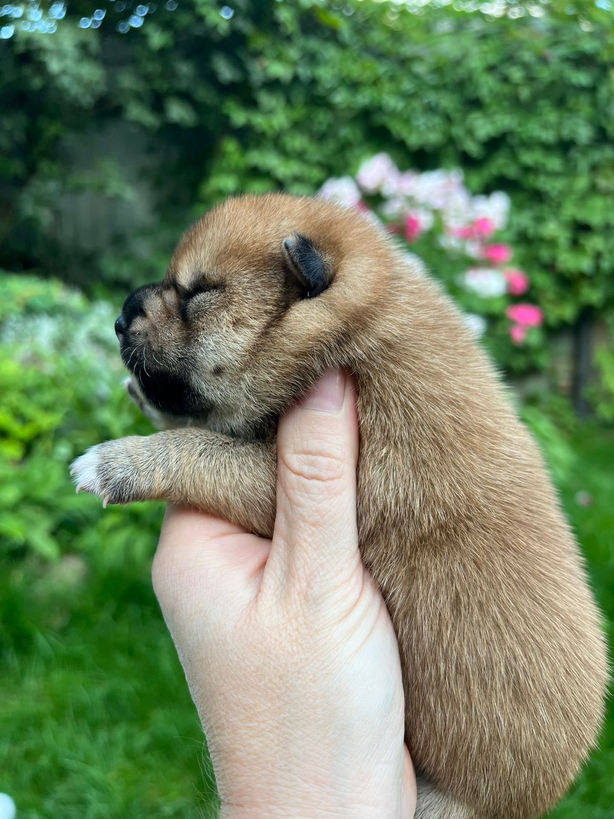 сиба питомник Рубилайт щенки на продажу rubylight  сиба щенки купить СПб Санкт-Петербург 