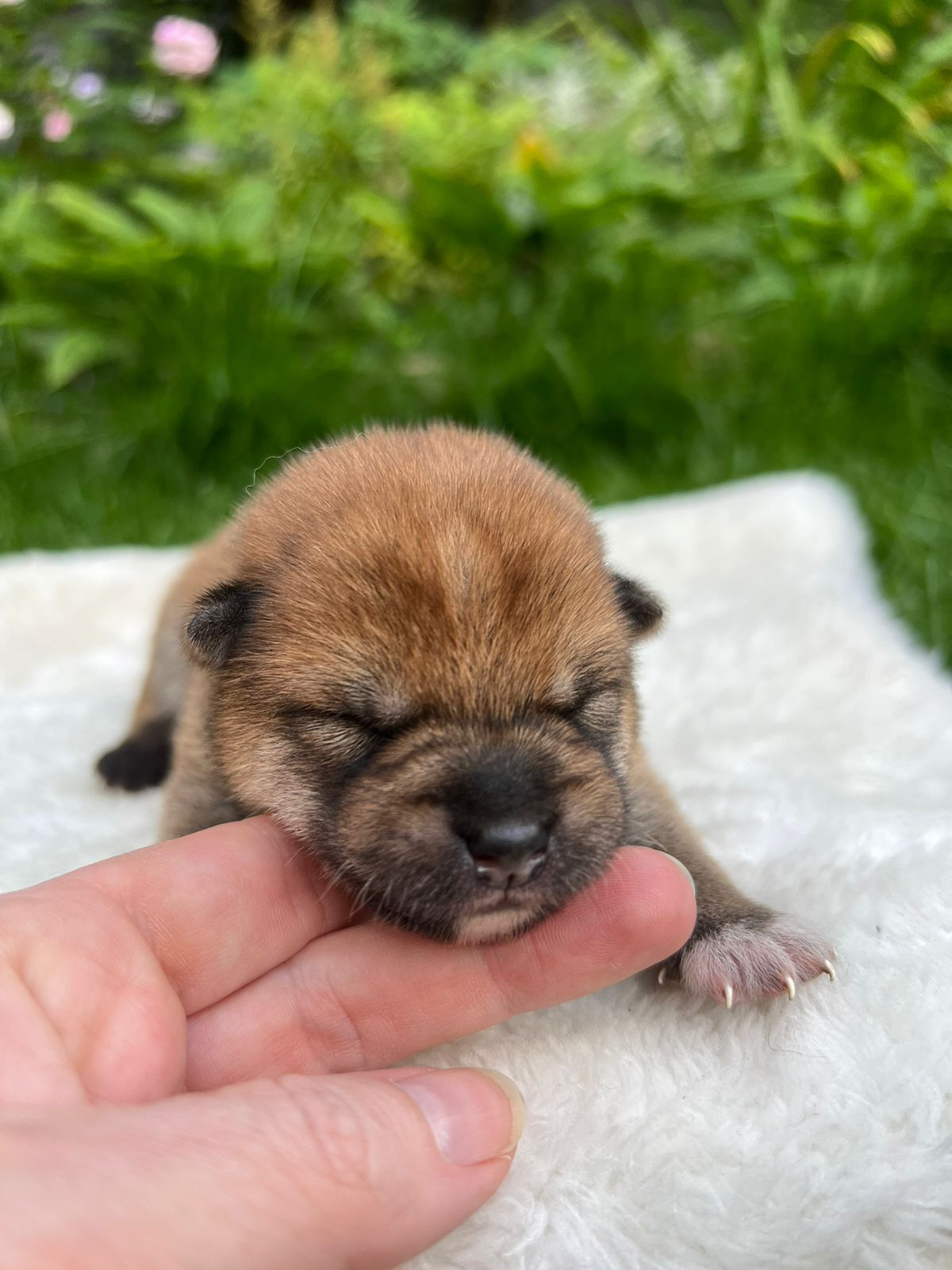 сиба питомник Рубилайт щенки на продажу rubylight  сиба щенки купить СПб Санкт-Петербург 