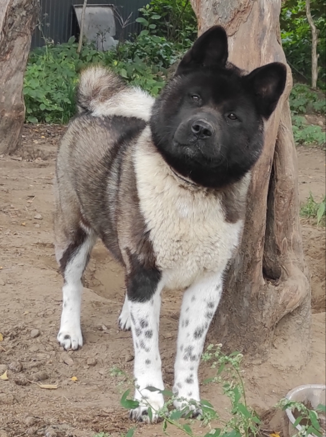 GLORIOUS LION MERCEDES Шуга , Американская акита Санкт-Петербург, питомник RUBYLIGHT , щенки американская акита амакита акита ину