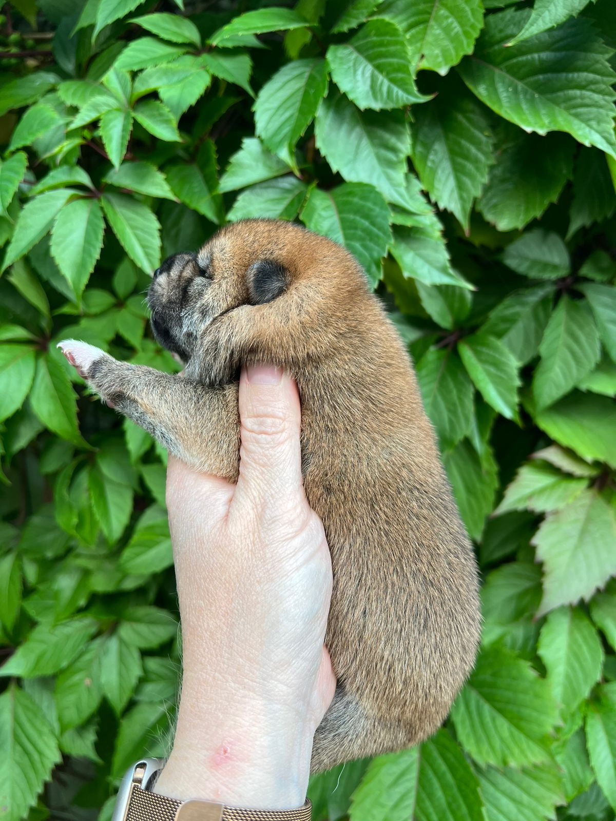 сиба питомник Рубилайт щенки на продажу rubylight  сиба щенки купить СПб Санкт-Петербург 
