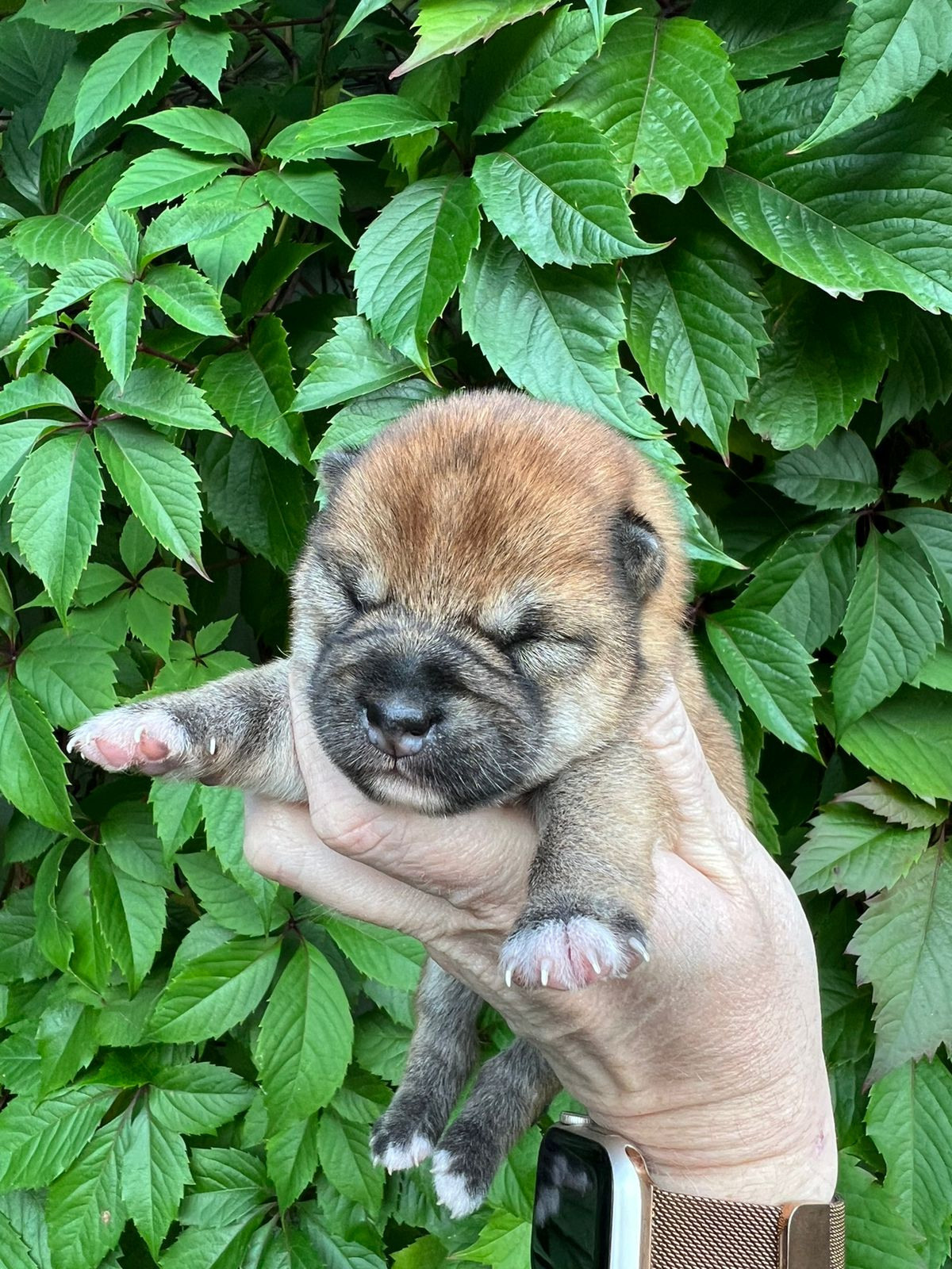 сиба питомник Рубилайт щенки на продажу rubylight  сиба щенки купить СПб Санкт-Петербург 