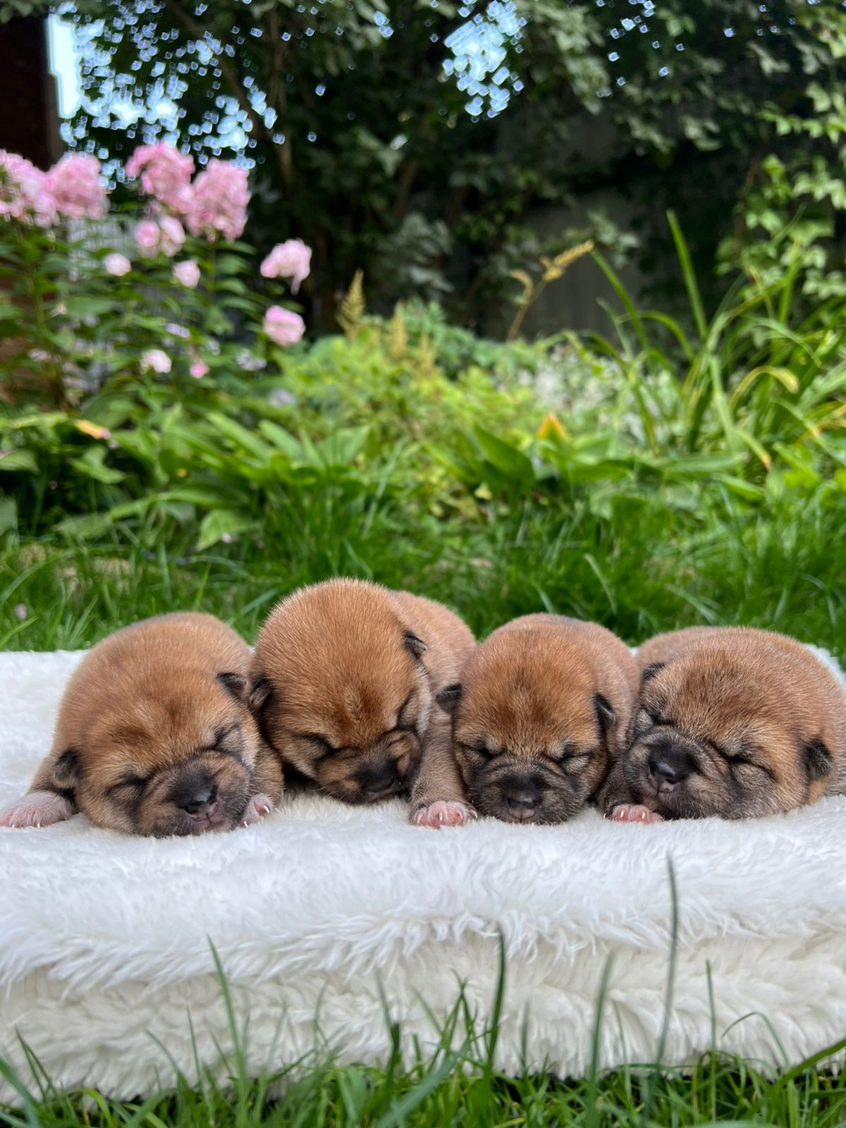 сиба питомник Рубилайт щенки на продажу rubylight  сиба щенки купить СПб Санкт-Петербург 