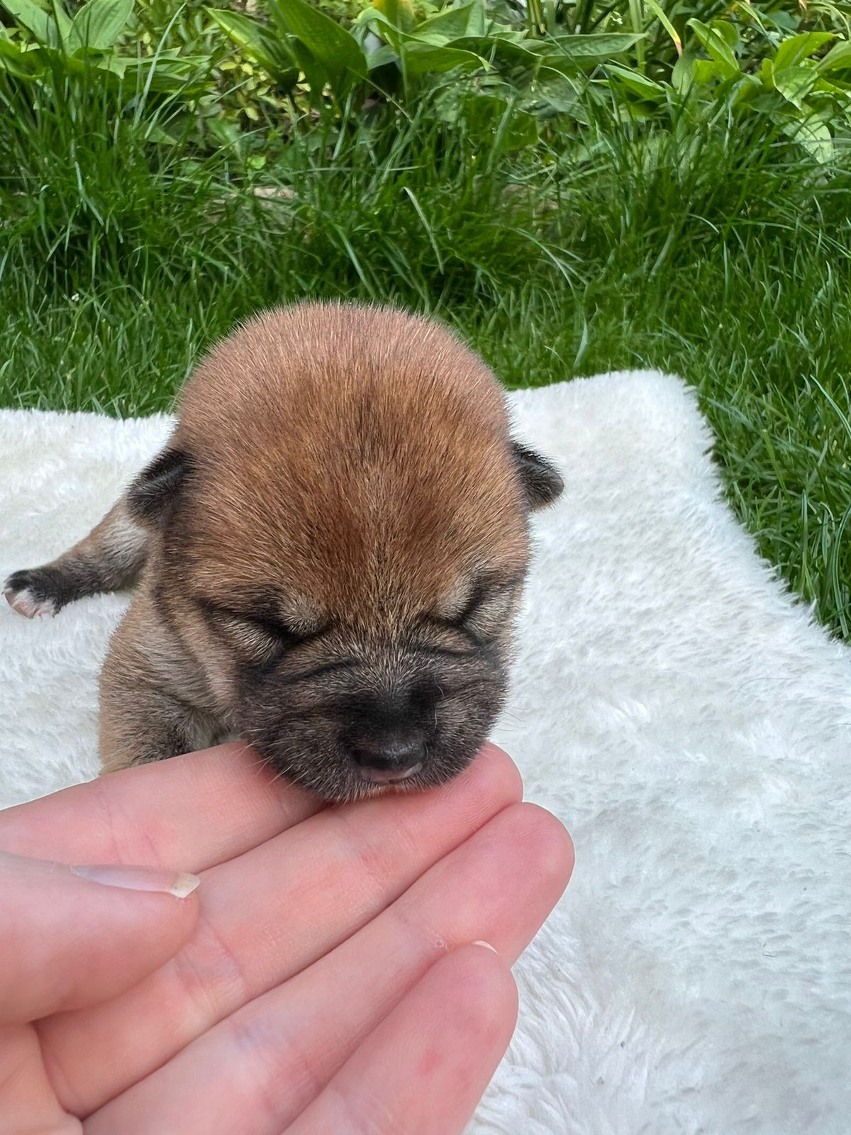 сиба питомник Рубилайт щенки на продажу rubylight  сиба щенки купить СПб Санкт-Петербург 