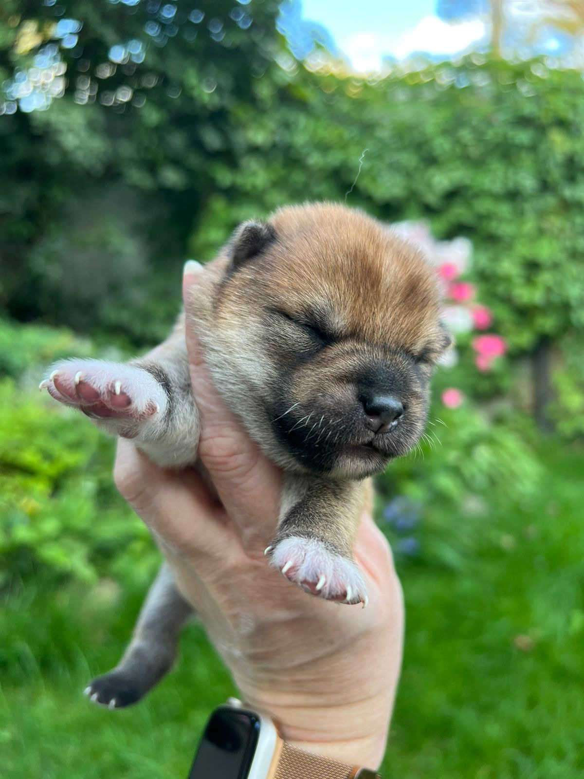 сиба питомник Рубилайт щенки на продажу rubylight  сиба щенки купить СПб Санкт-Петербург 