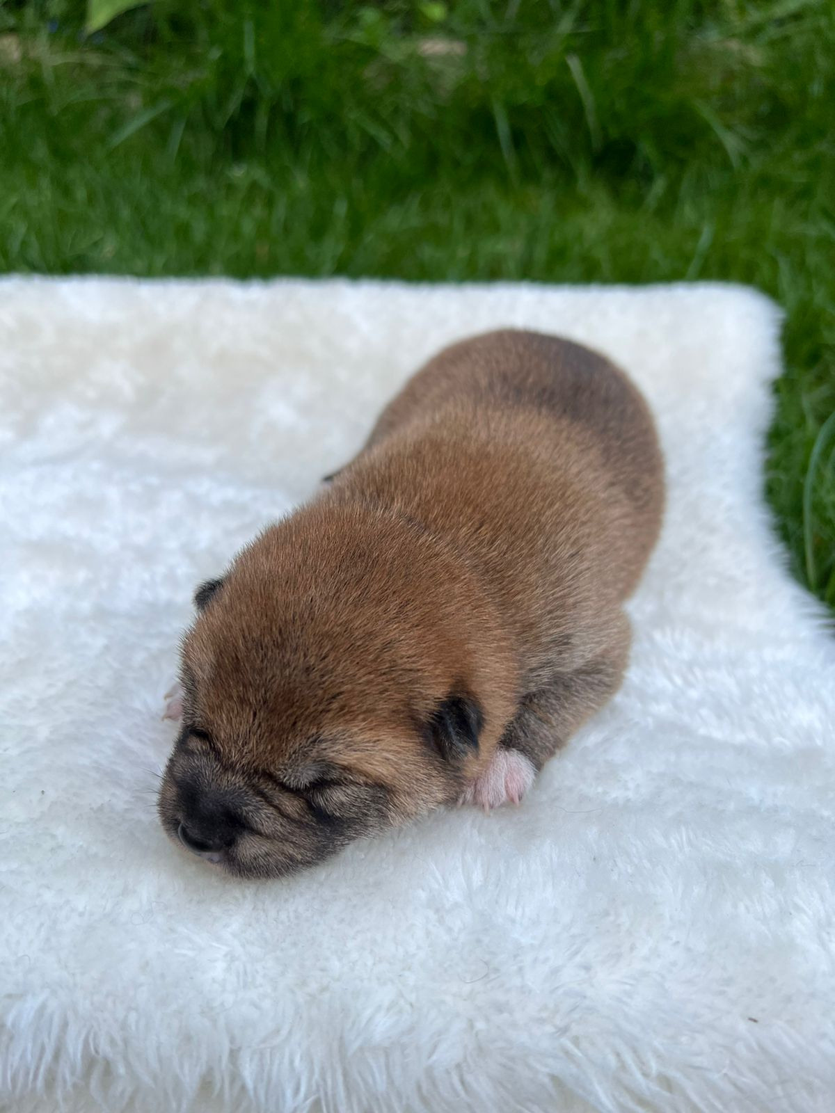 сиба питомник Рубилайт щенки на продажу rubylight  сиба щенки купить СПб Санкт-Петербург 