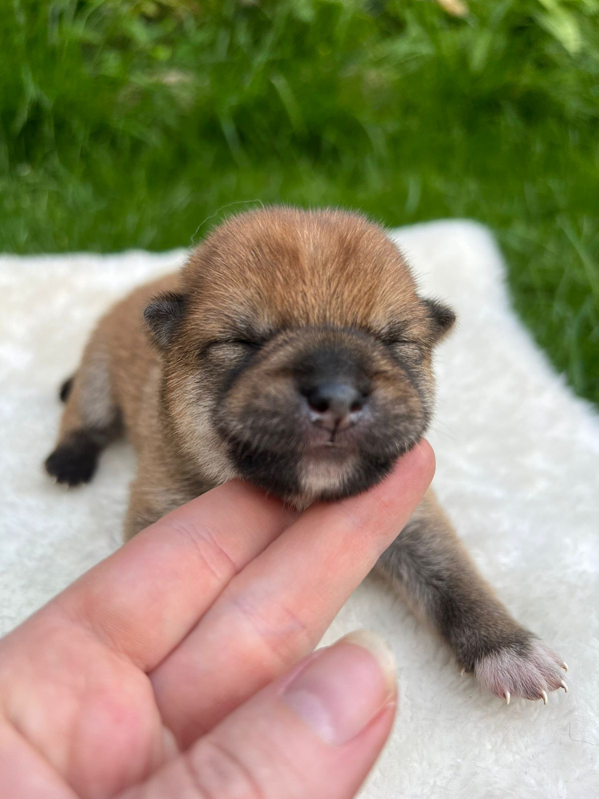 сиба питомник Рубилайт щенки на продажу rubylight  сиба щенки купить СПб Санкт-Петербург 