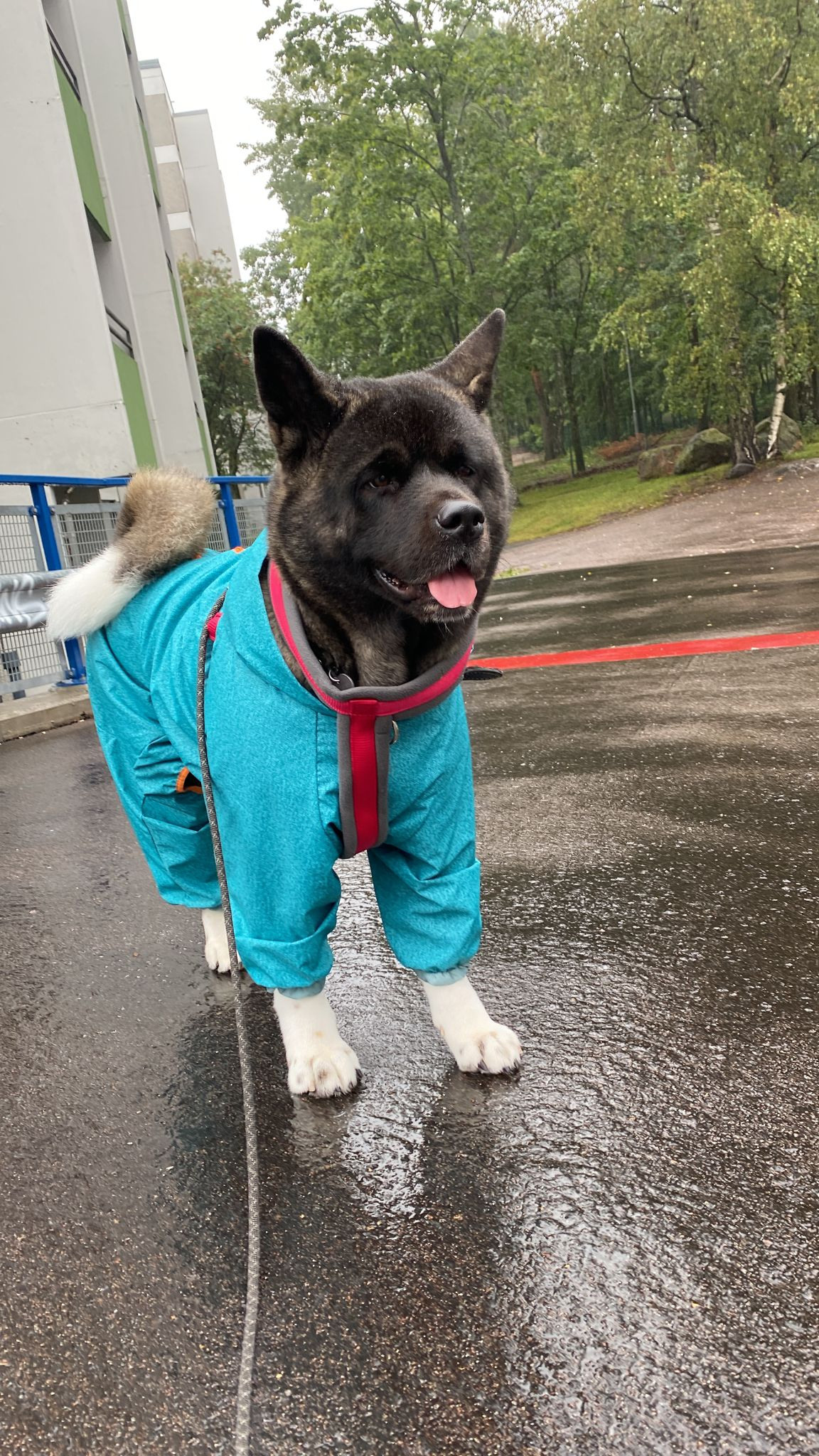 RUBYLIGHT GROZA * Мира. AMERICAN AKITA RUBYLIGHT KENNEL I SHIBA-INU