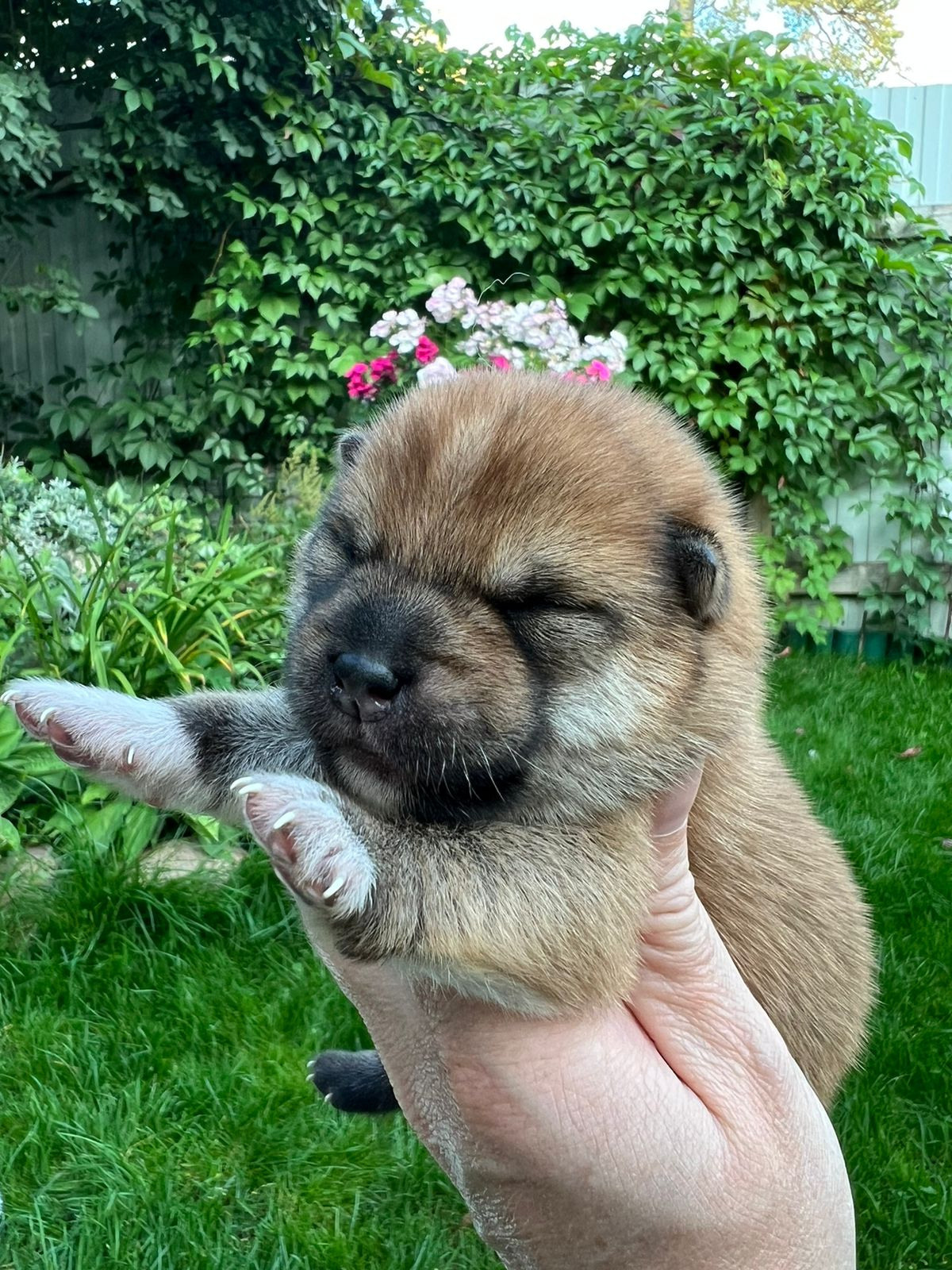 сиба питомник Рубилайт щенки на продажу rubylight  сиба щенки купить СПб Санкт-Петербург 