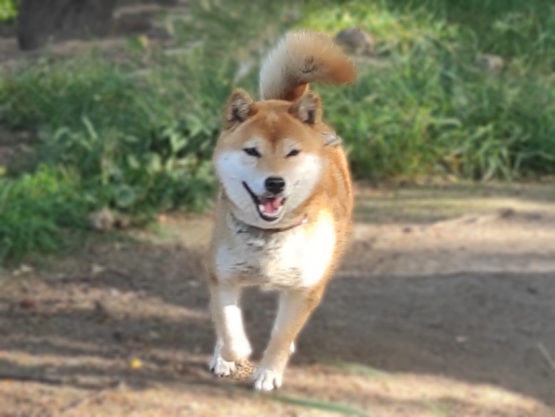 Сиба питомник RUBYLIGHT Санкт-Петербург Мэги ✨ Shiomaru Rozy Varte 