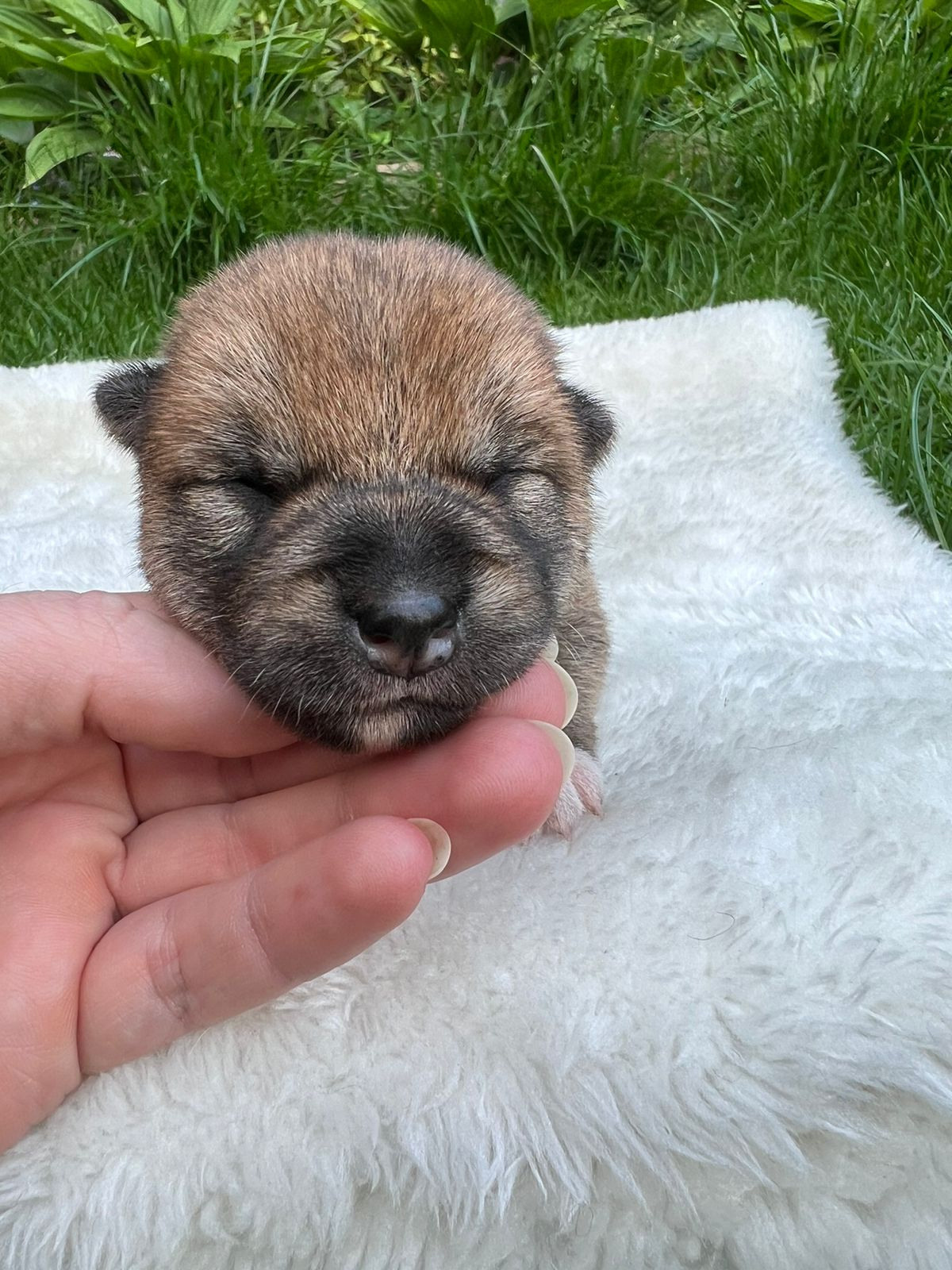 сиба питомник Рубилайт щенки на продажу rubylight  сиба щенки купить СПб Санкт-Петербург 