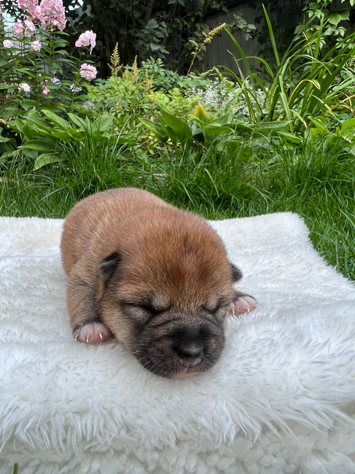 сиба питомник Рубилайт щенки на продажу rubylight  сиба щенки купить СПб Санкт-Петербург 