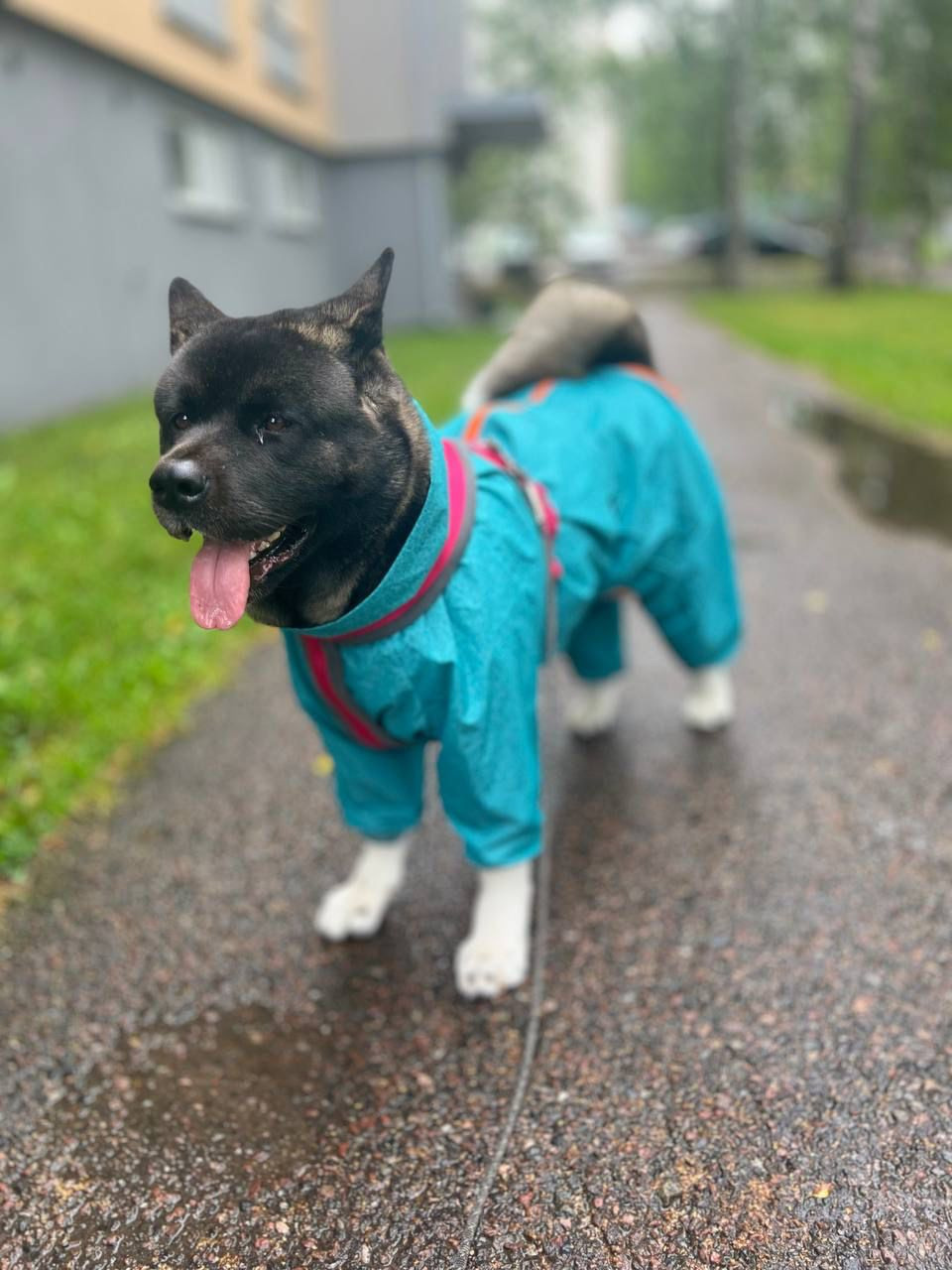 RUBYLIGHT GROZA * Мира. AMERICAN AKITA RUBYLIGHT KENNEL I SHIBA-INU