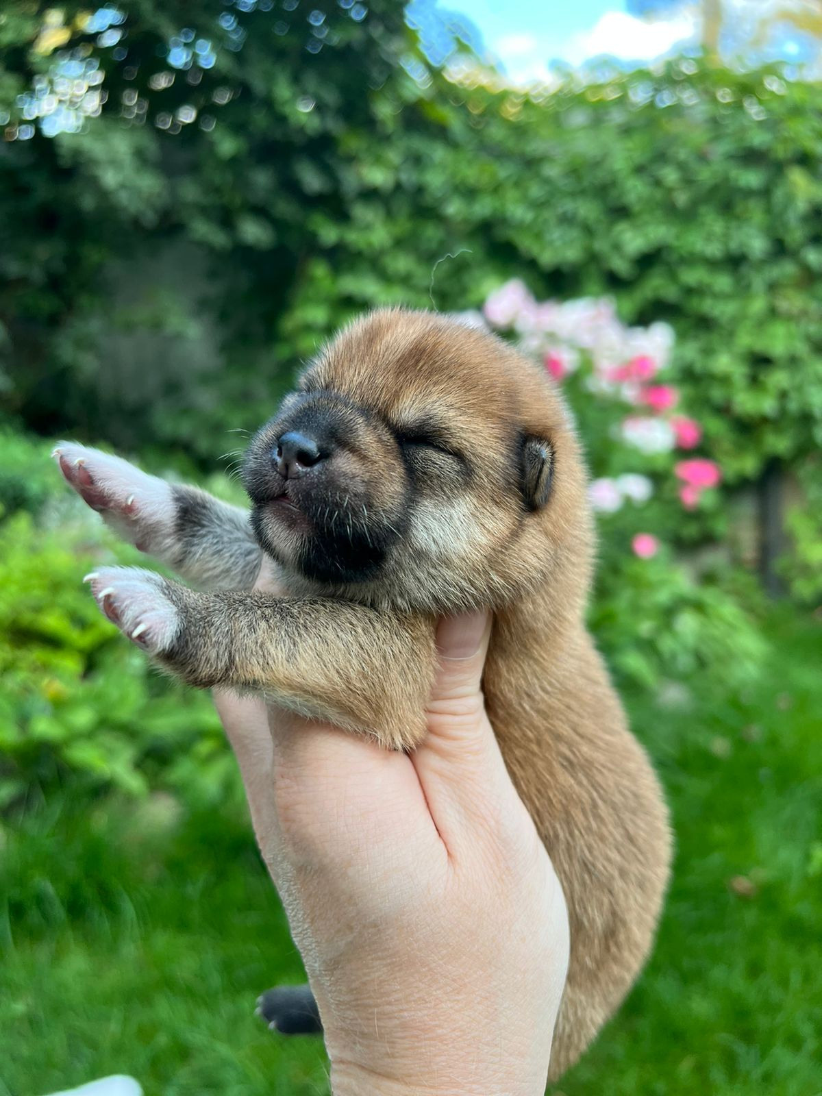 сиба питомник Рубилайт щенки на продажу rubylight  сиба щенки купить СПб Санкт-Петербург 