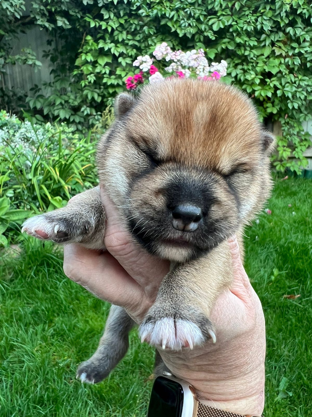 сиба питомник Рубилайт щенки на продажу rubylight  сиба щенки купить СПб Санкт-Петербург 