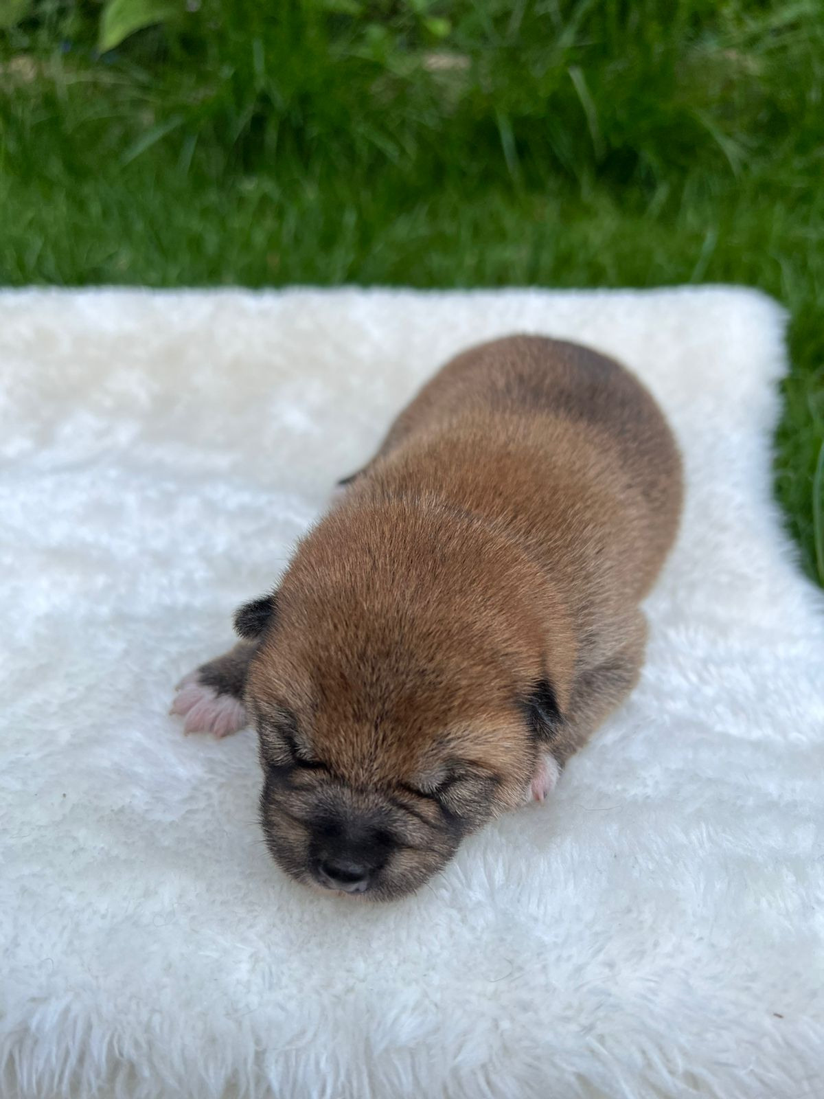 сиба питомник Рубилайт щенки на продажу rubylight  сиба щенки купить СПб Санкт-Петербург 