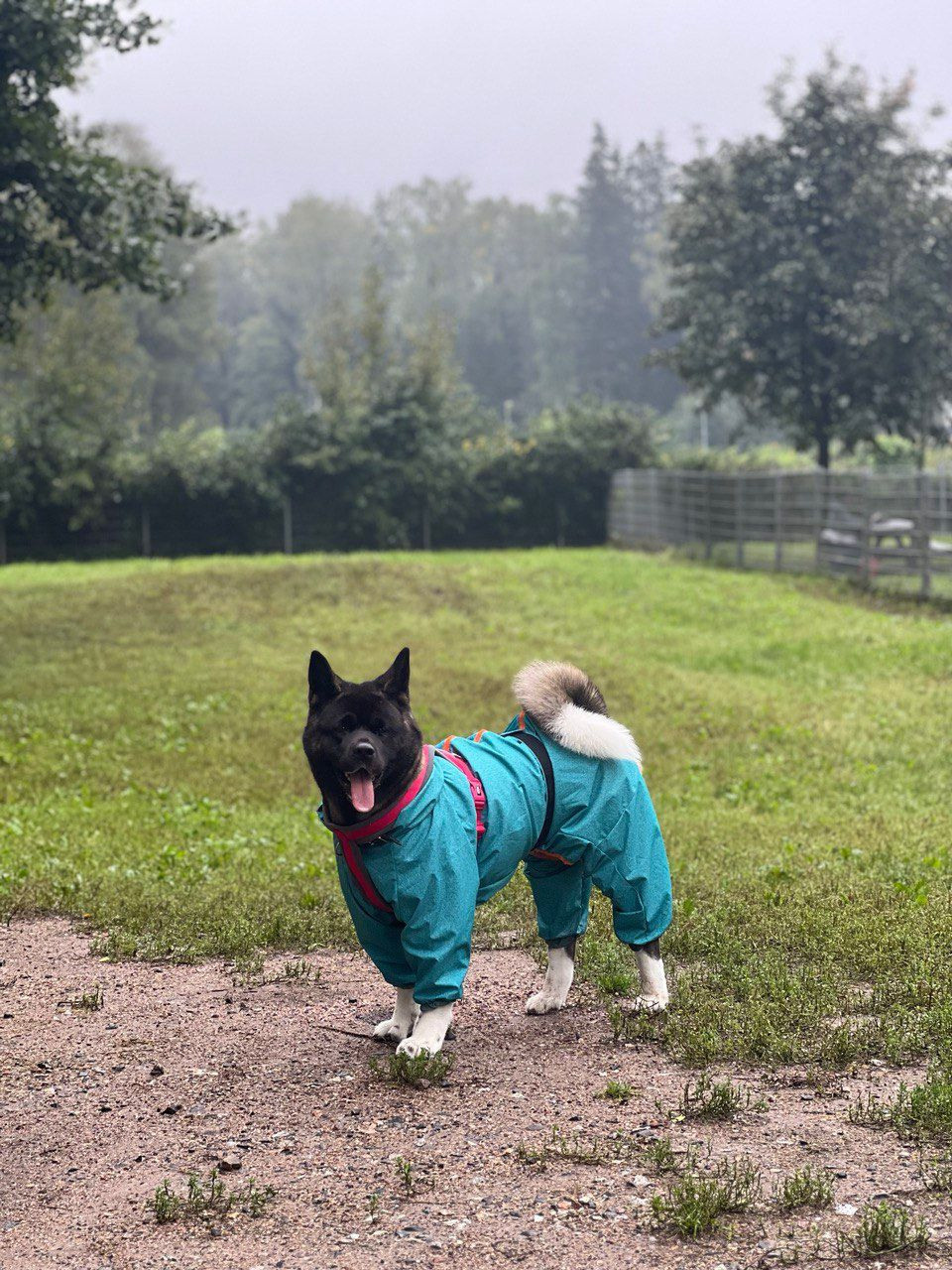 RUBYLIGHT GROZA * Мира. AMERICAN AKITA RUBYLIGHT KENNEL I SHIBA-INU