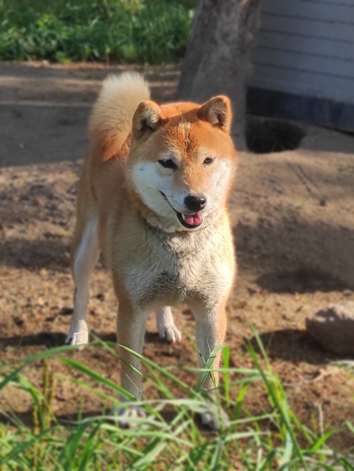 Сиба питомник RUBYLIGHT Санкт-Петербург Мэги ✨ Shiomaru Rozy Varte 