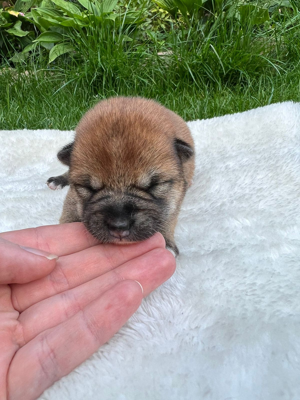 сиба питомник Рубилайт щенки на продажу rubylight  сиба щенки купить СПб Санкт-Петербург 