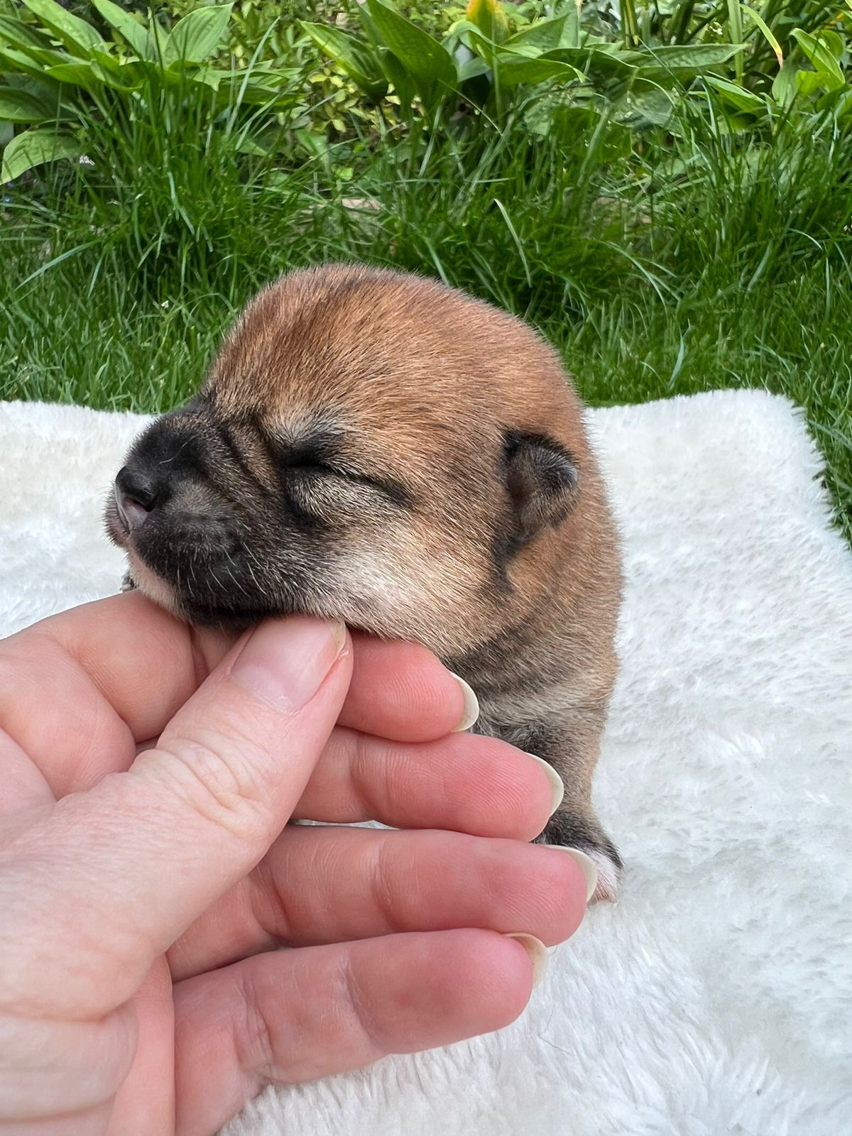 сиба питомник Рубилайт щенки на продажу rubylight  сиба щенки купить СПб Санкт-Петербург 