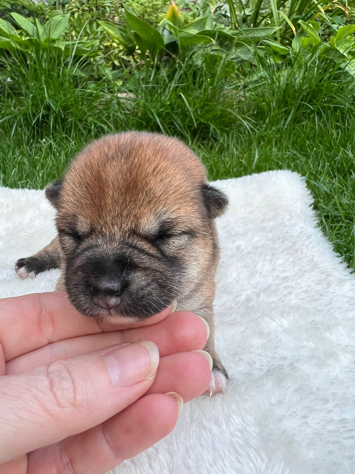 сиба питомник Рубилайт щенки на продажу rubylight  сиба щенки купить СПб Санкт-Петербург 