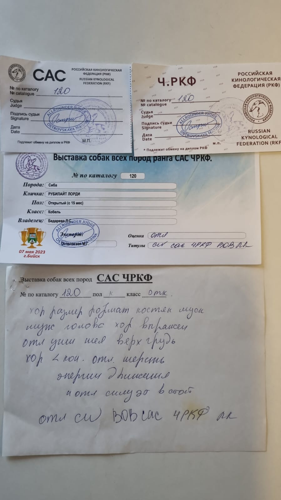 Сиба питомник RUBYLIGHT. Американская акита I Сиба ину I Питомник RUBYLIGHT