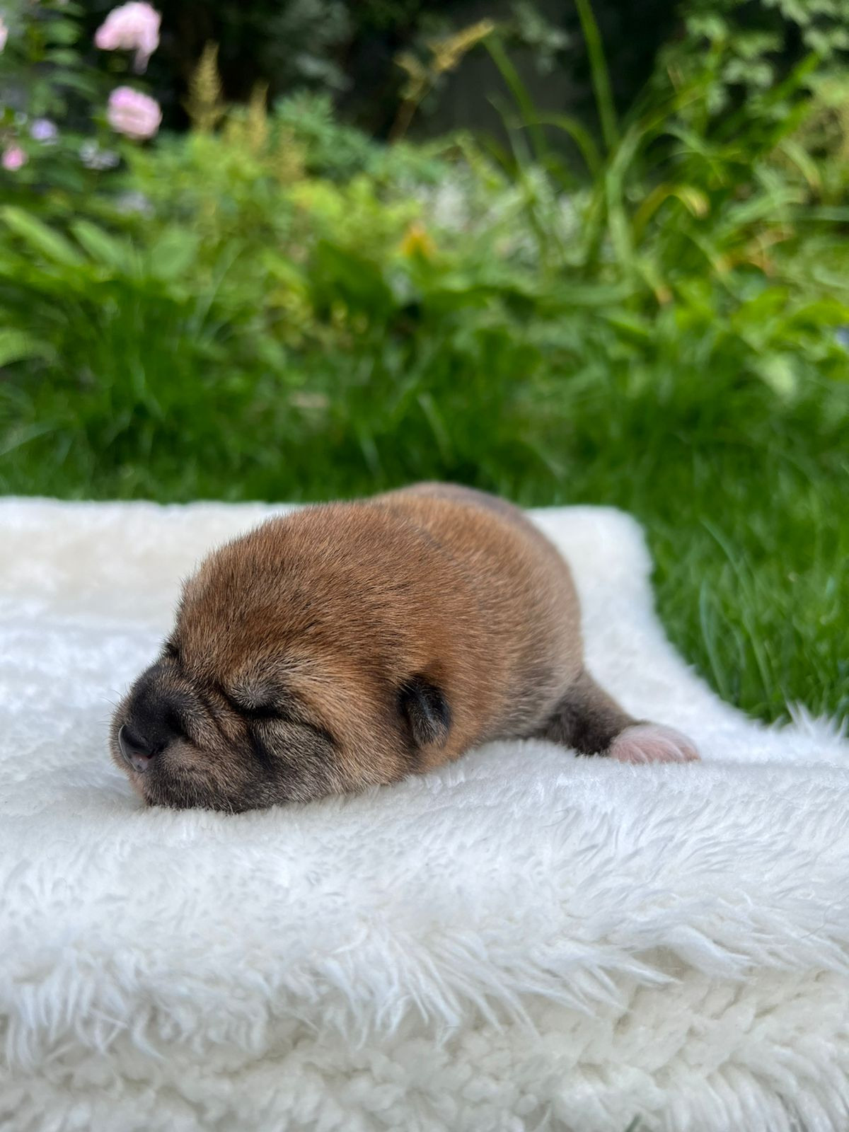 сиба питомник Рубилайт щенки на продажу rubylight  сиба щенки купить СПб Санкт-Петербург 